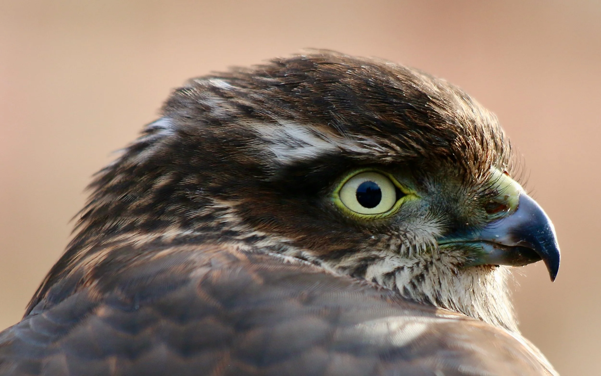Sparrow hawk (juv), NW England