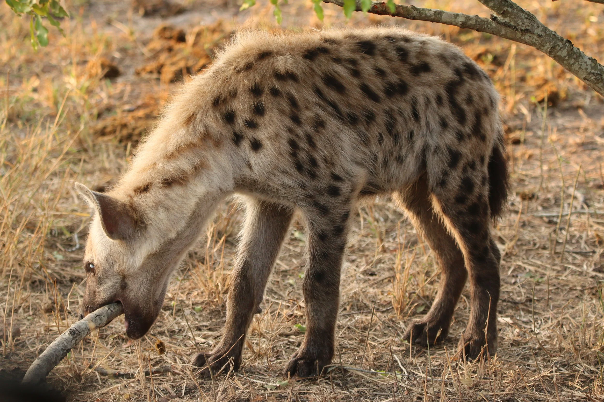 Spotted hyena, South Africa 