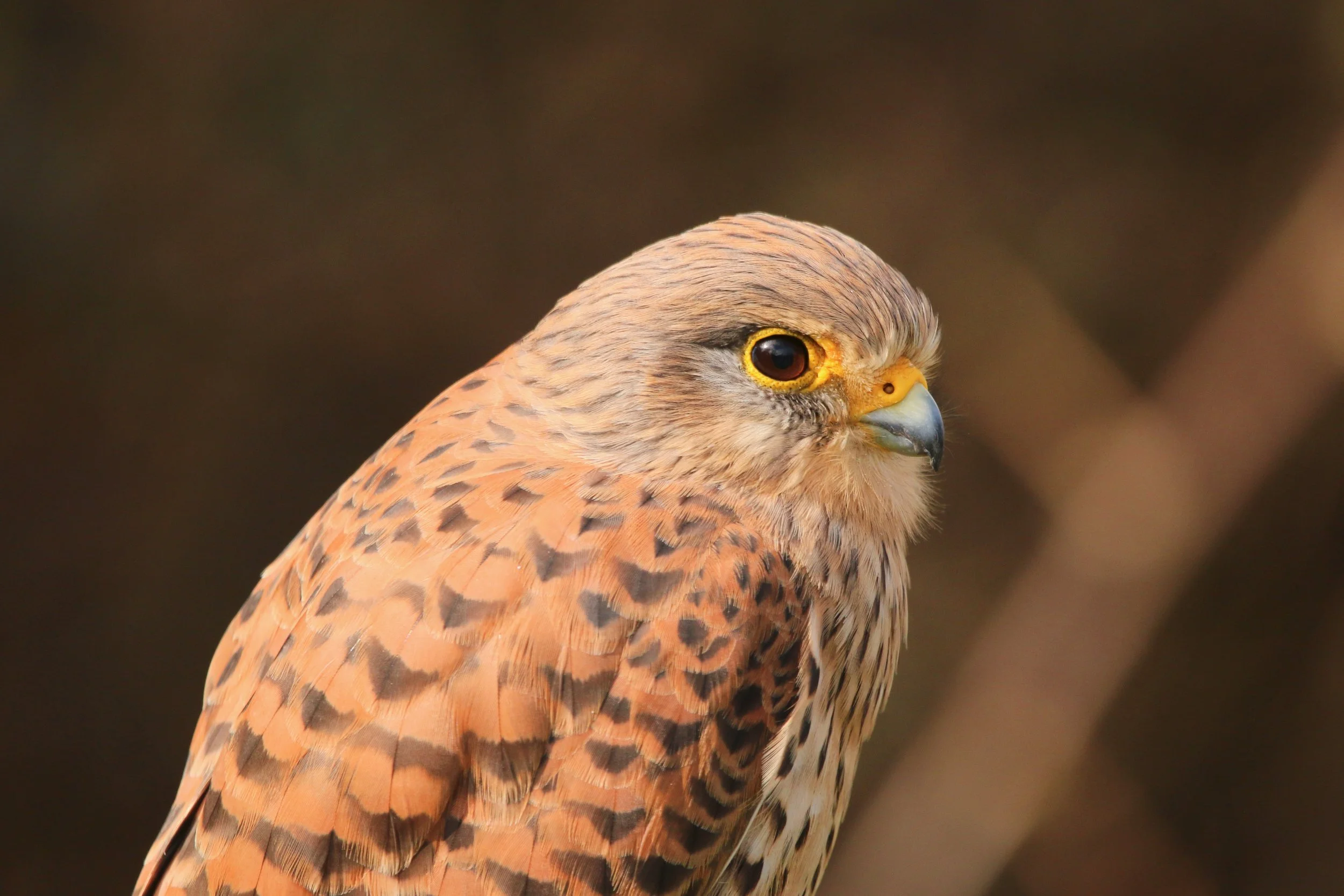 Kestrel. Clearly not an owl ...
