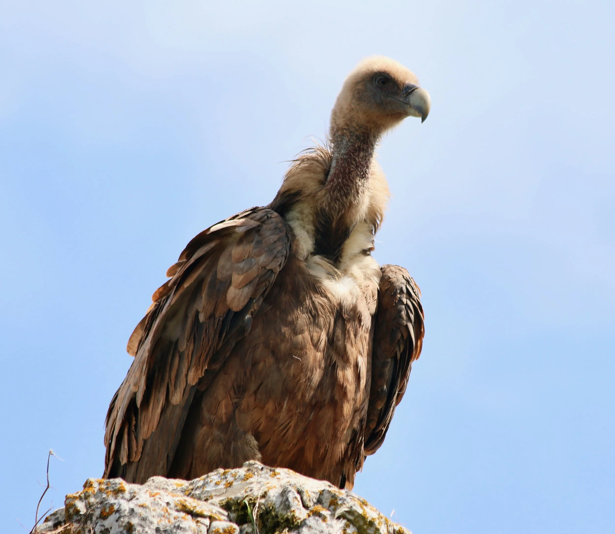 Griffon vulture, France