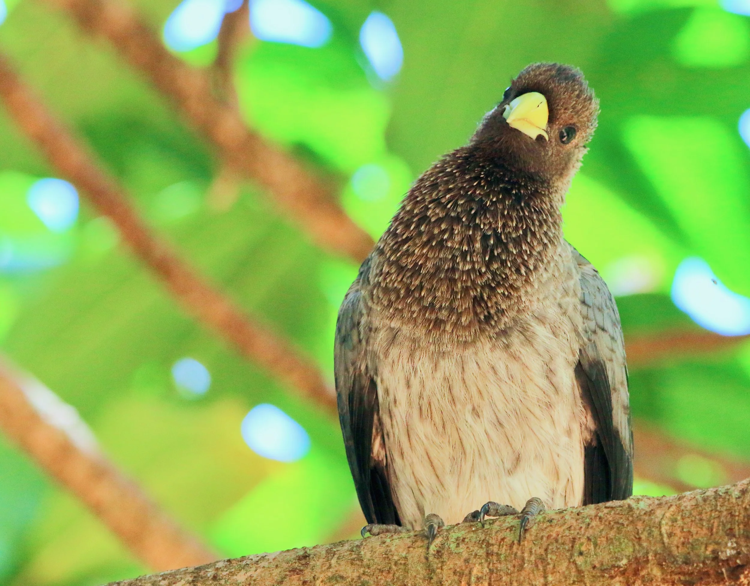 Eastern grey plantain-eater, Uganda