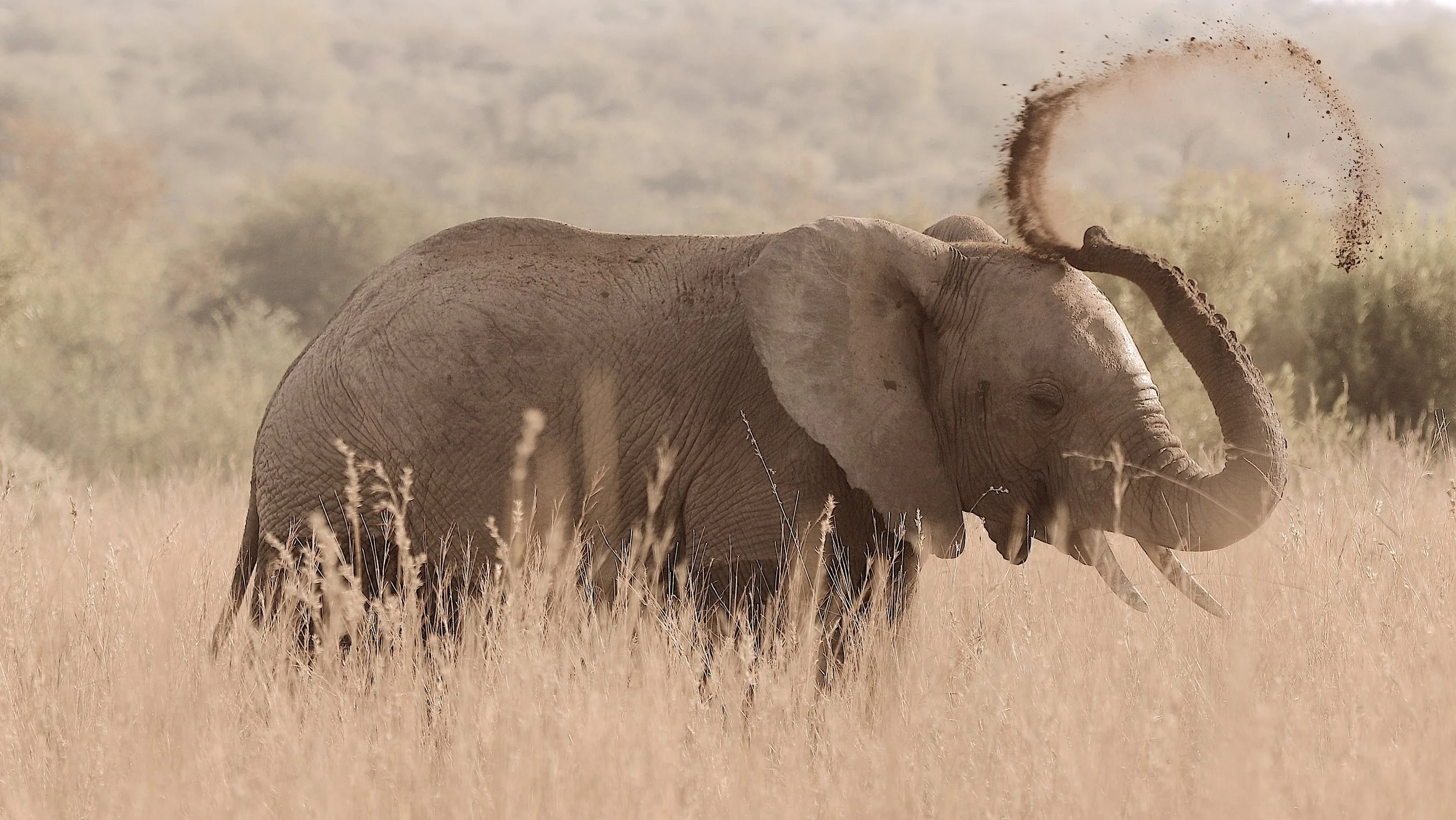 Elephant, South Africa