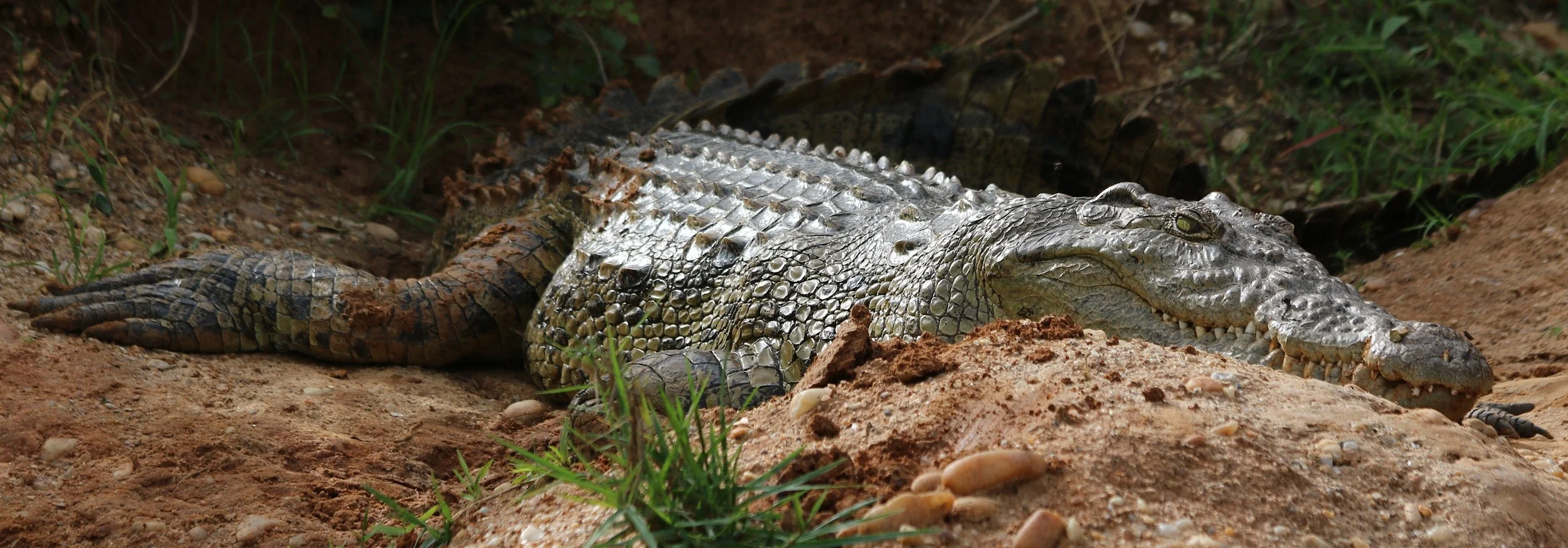 Crocodile, Uganda