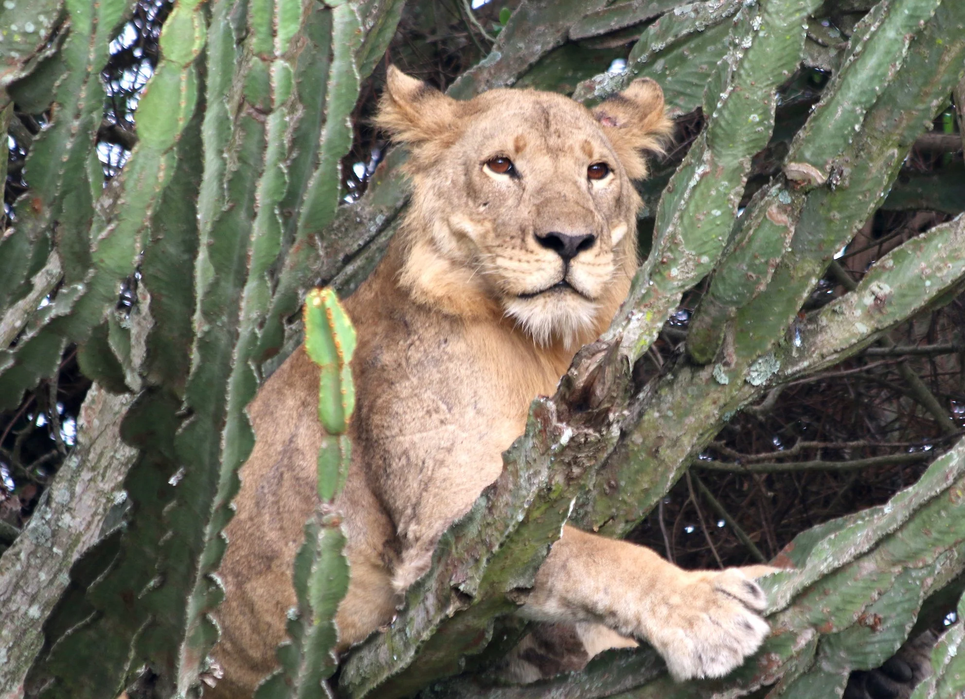 Lion, Uganda