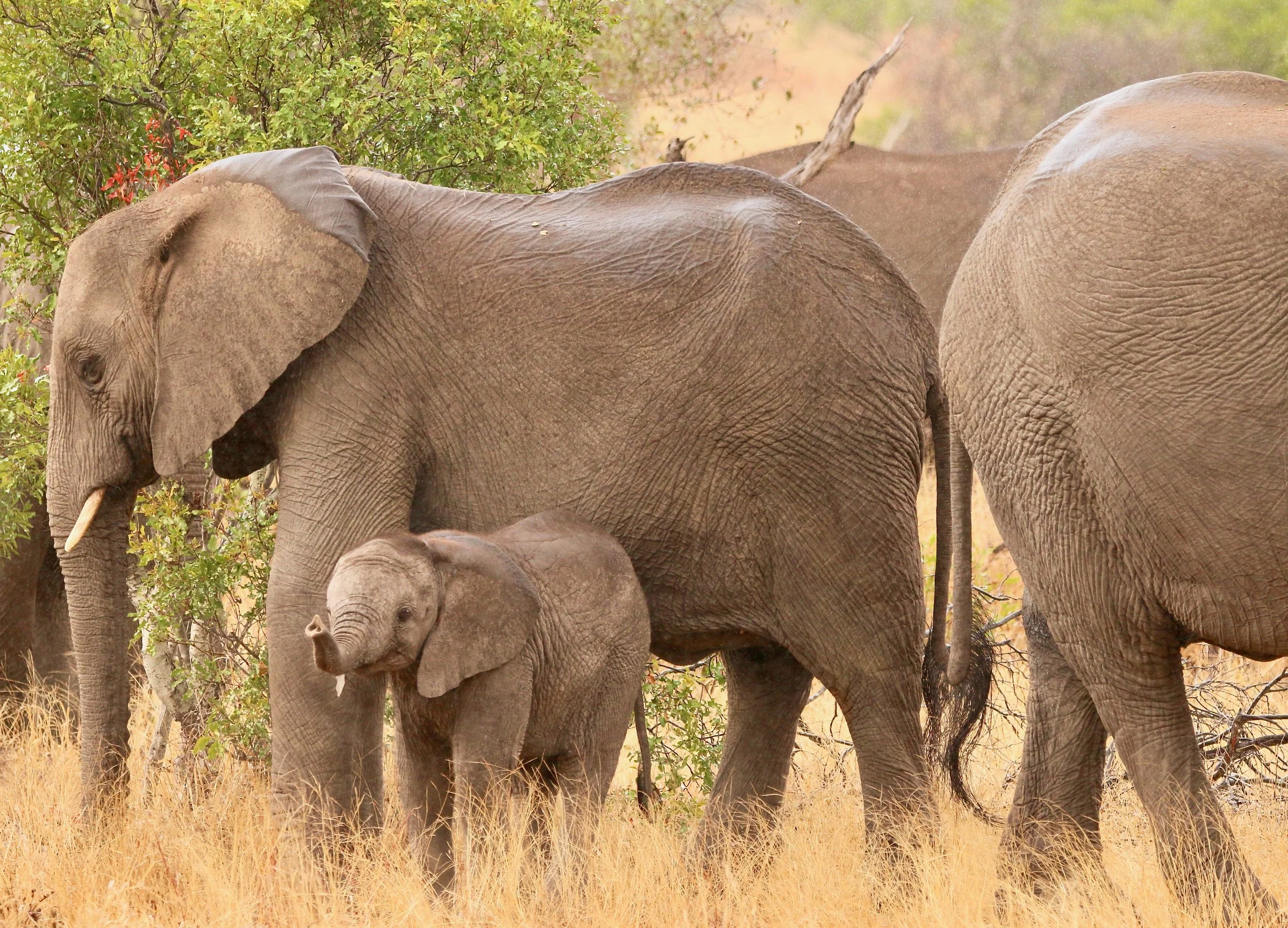 Elephant, South Africa