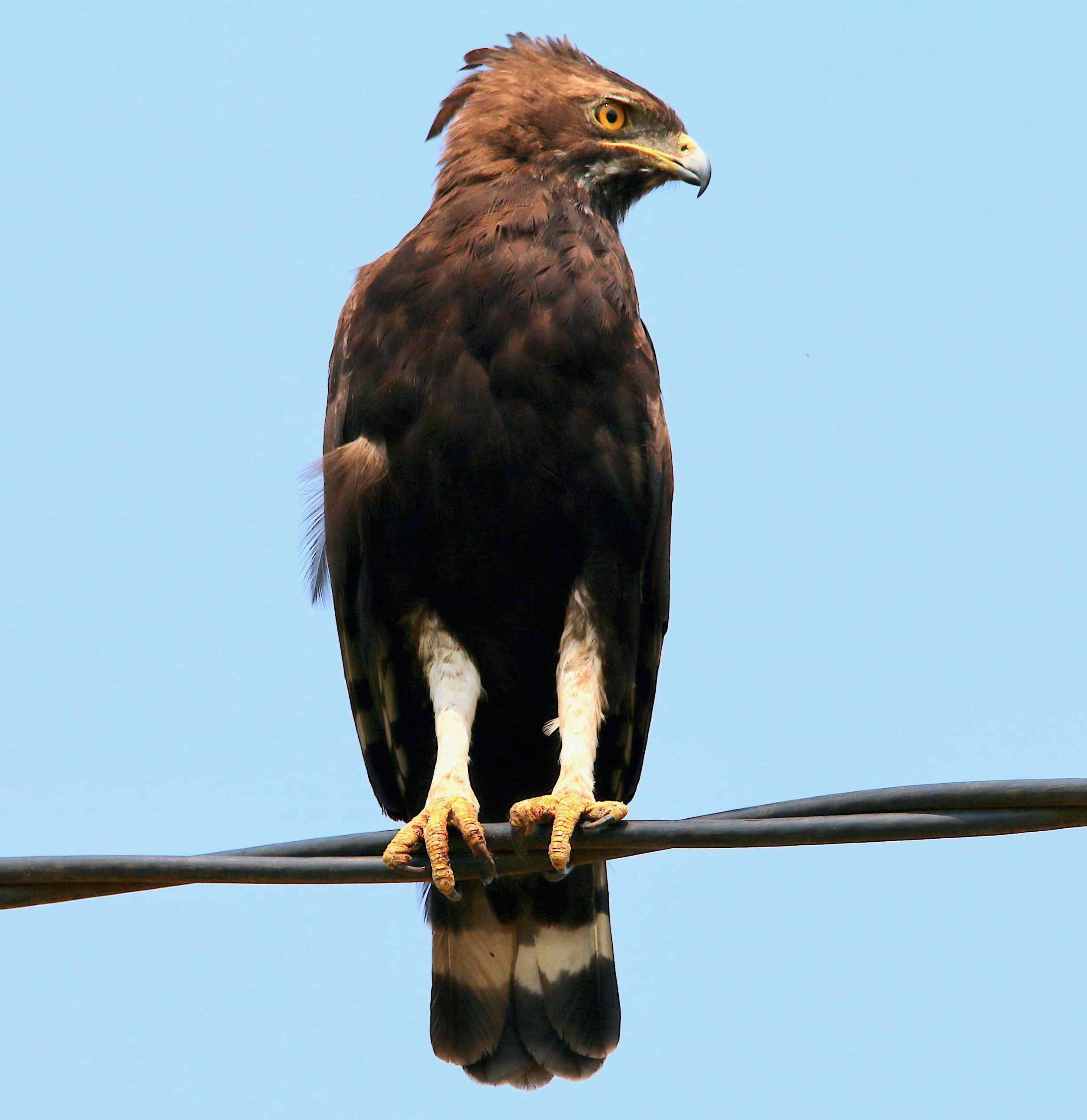 Long-crested eagle, Uganda