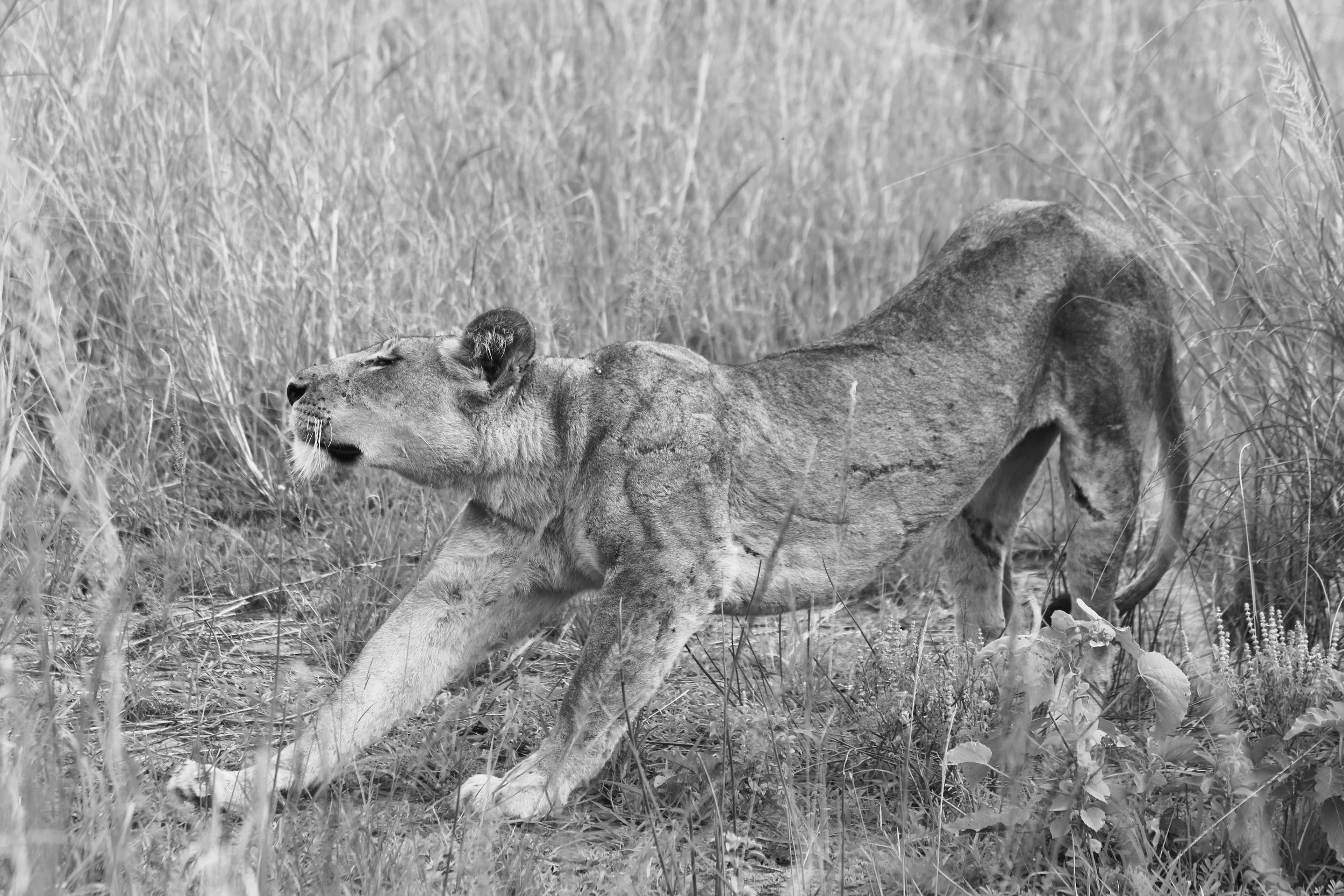 Lion, Uganda