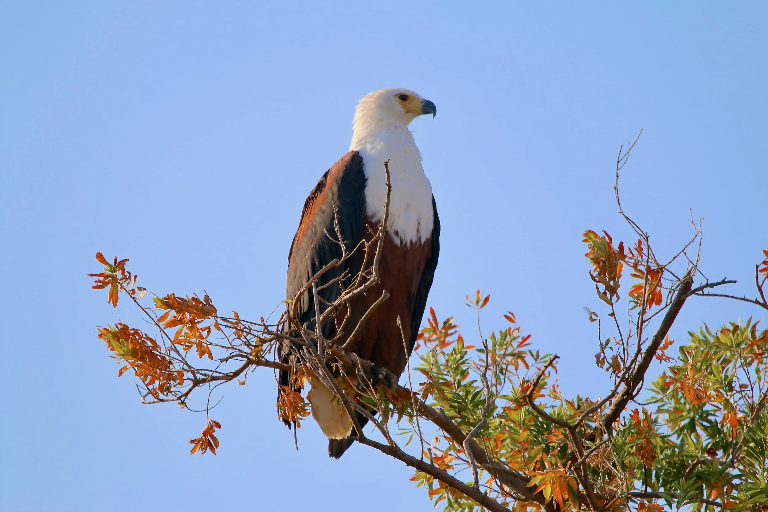 African fish eagle, South Africa