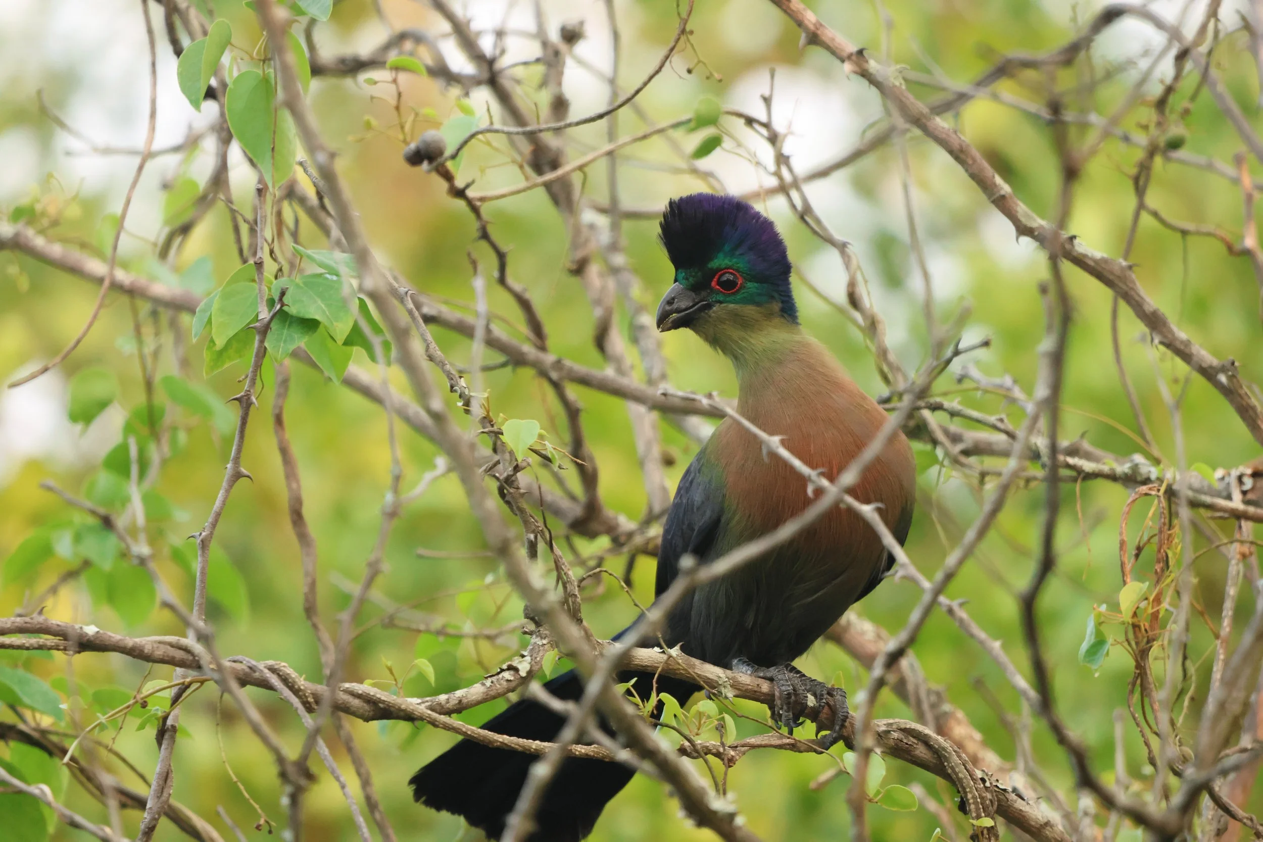Turaco, purple-crested 1.JPG