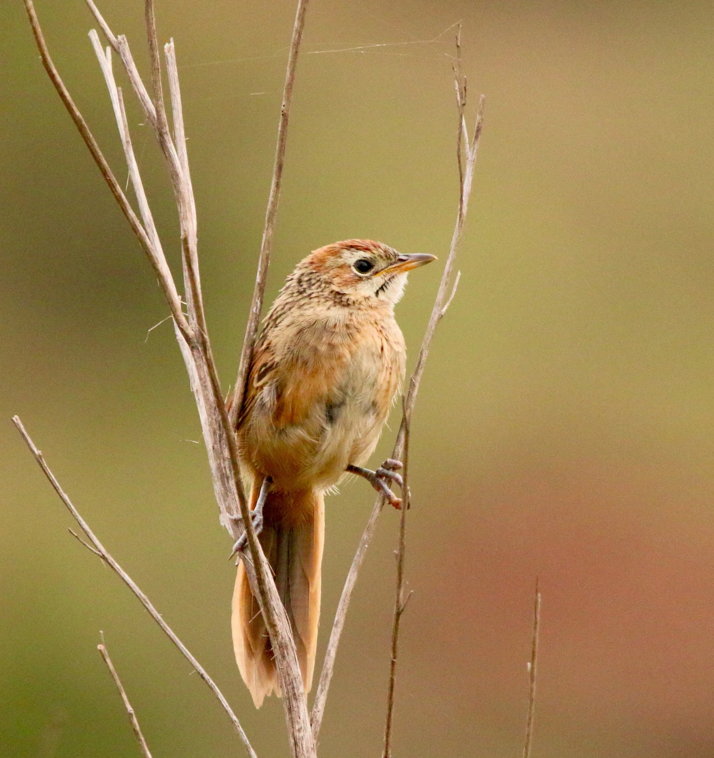 Tawny-flanked prinia (possibly), South Africa
