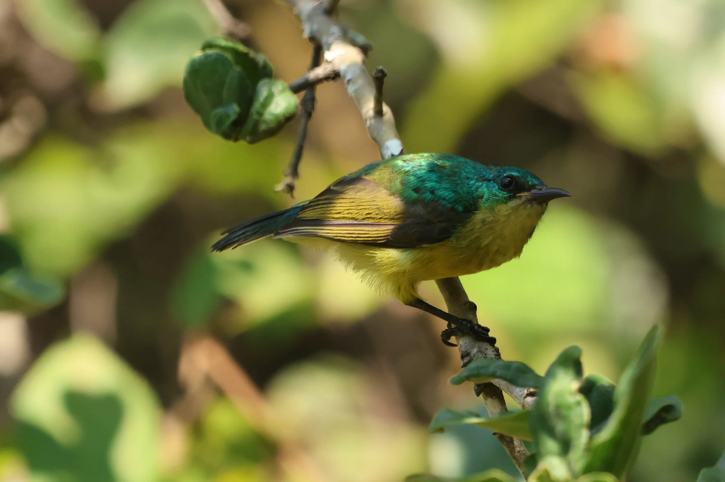 Sunbird, collared.JPG