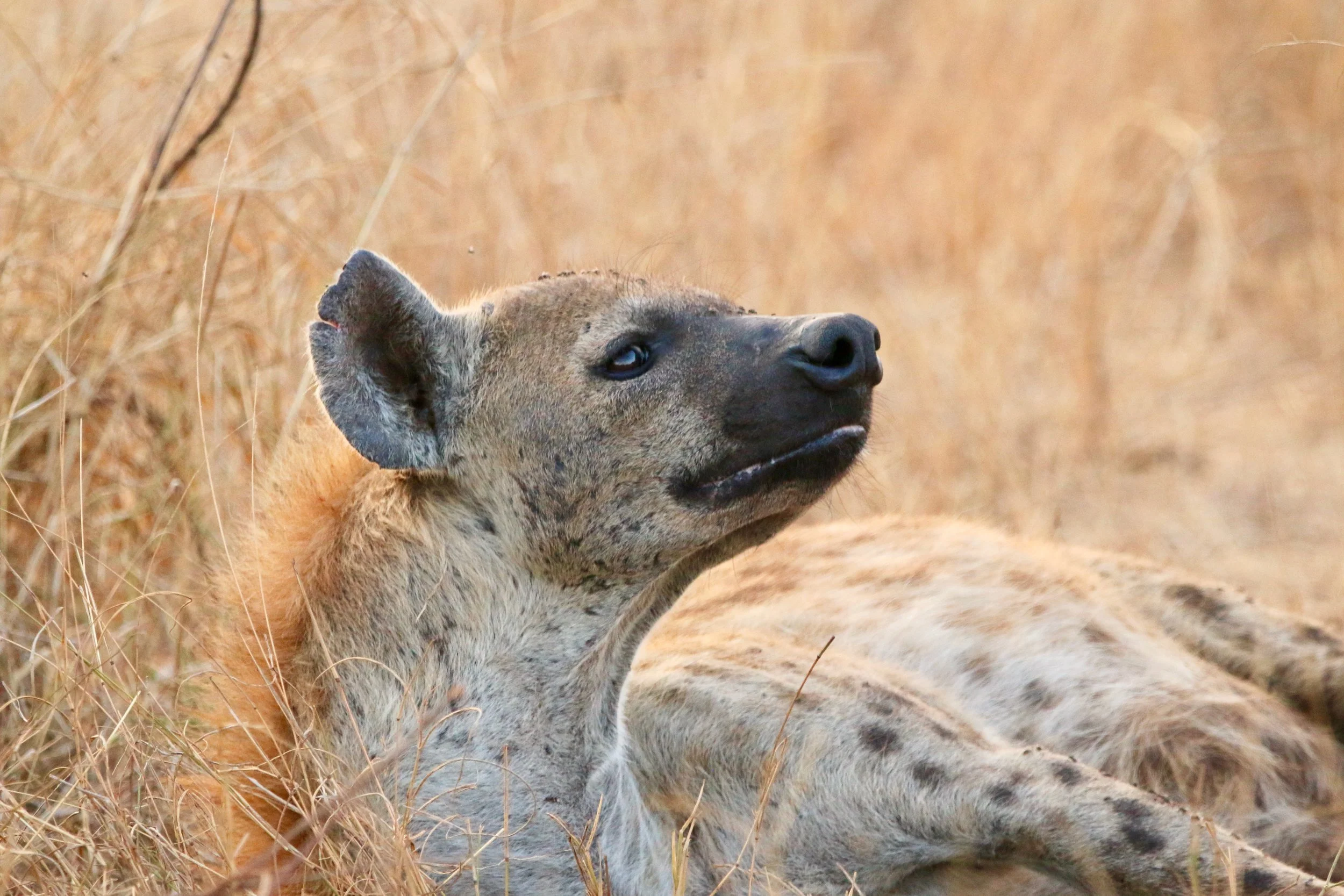 Spotted hyena, South Africa