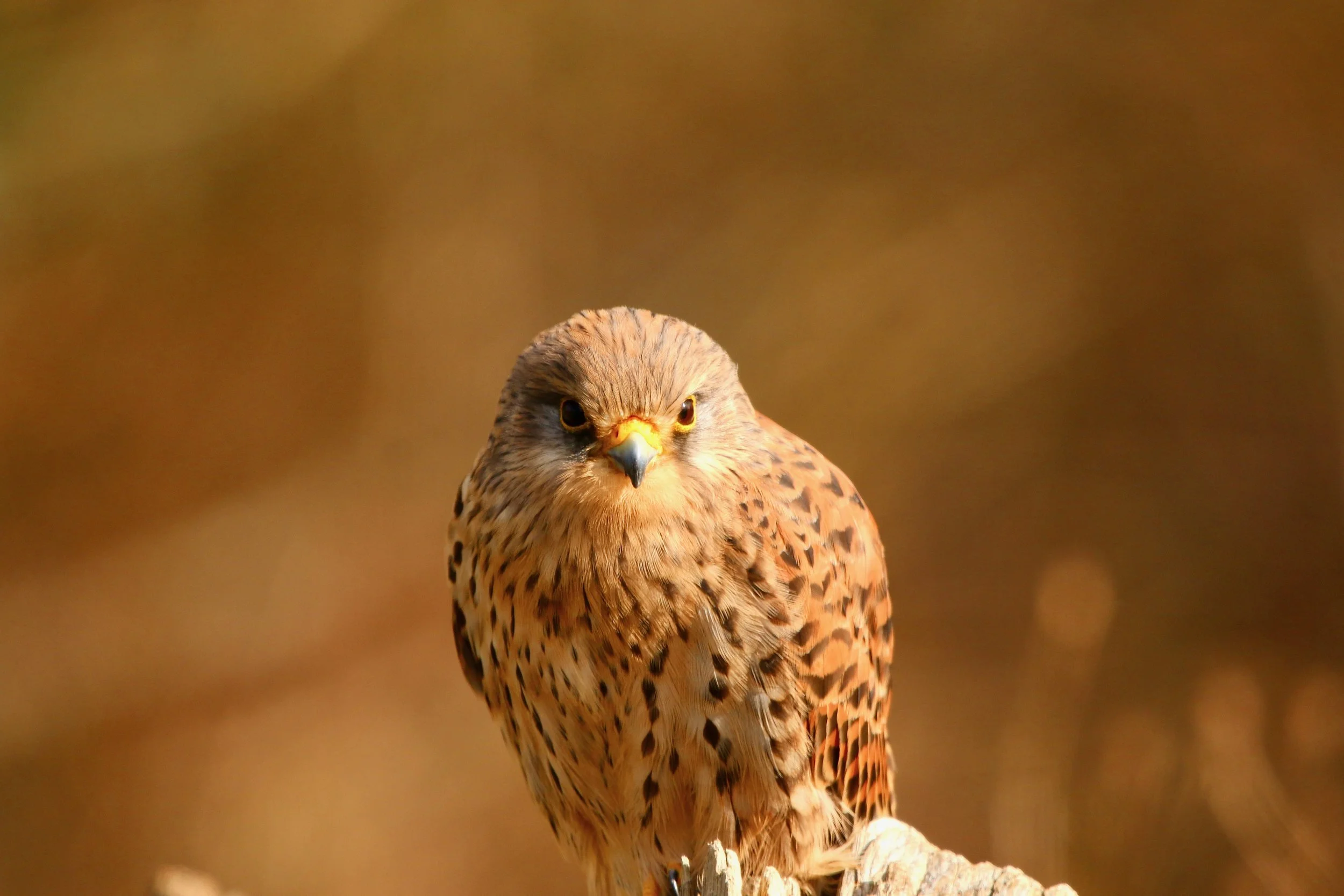 Kestrel. Clearly not an owl ...