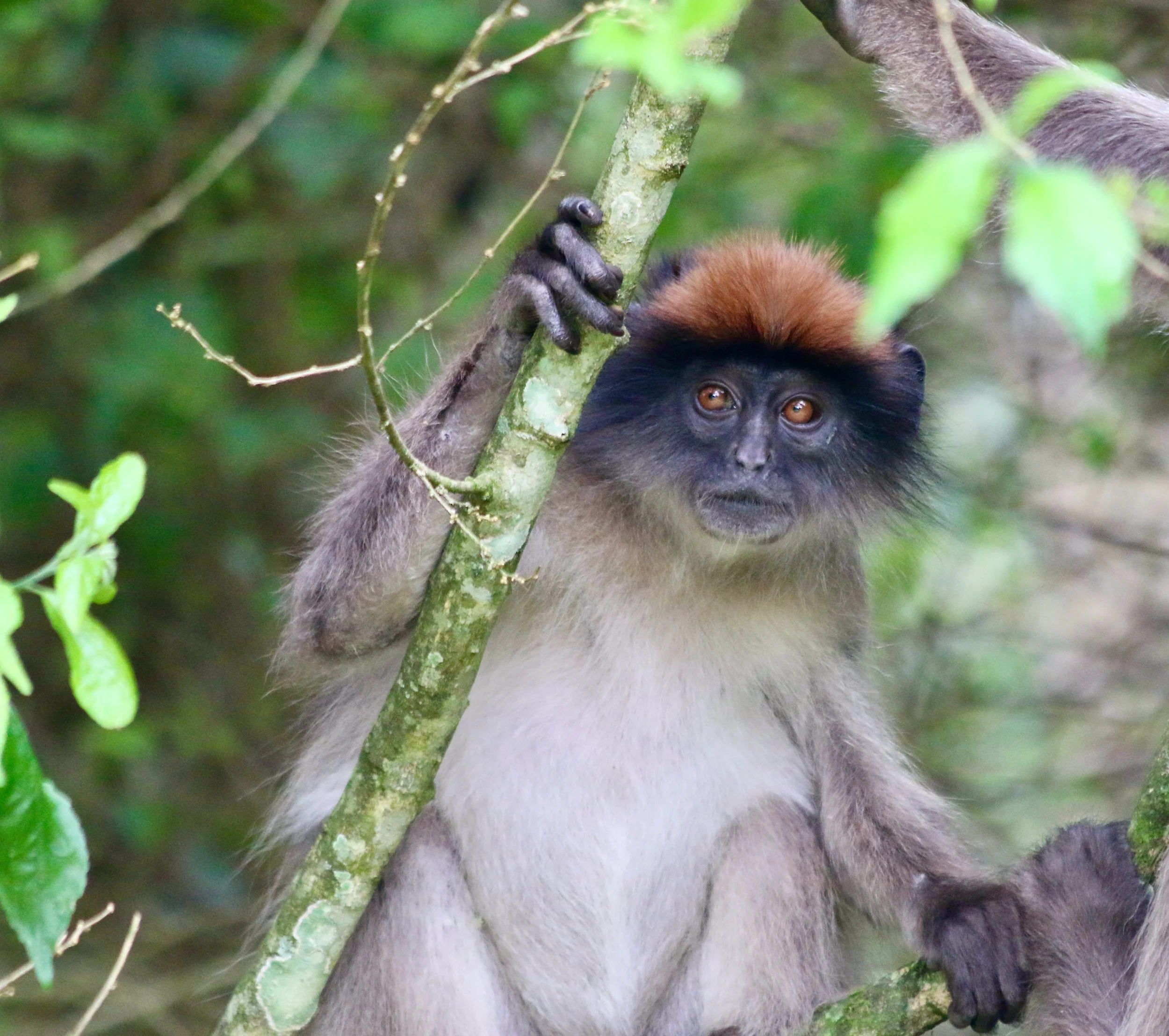 Ugandan red colobus