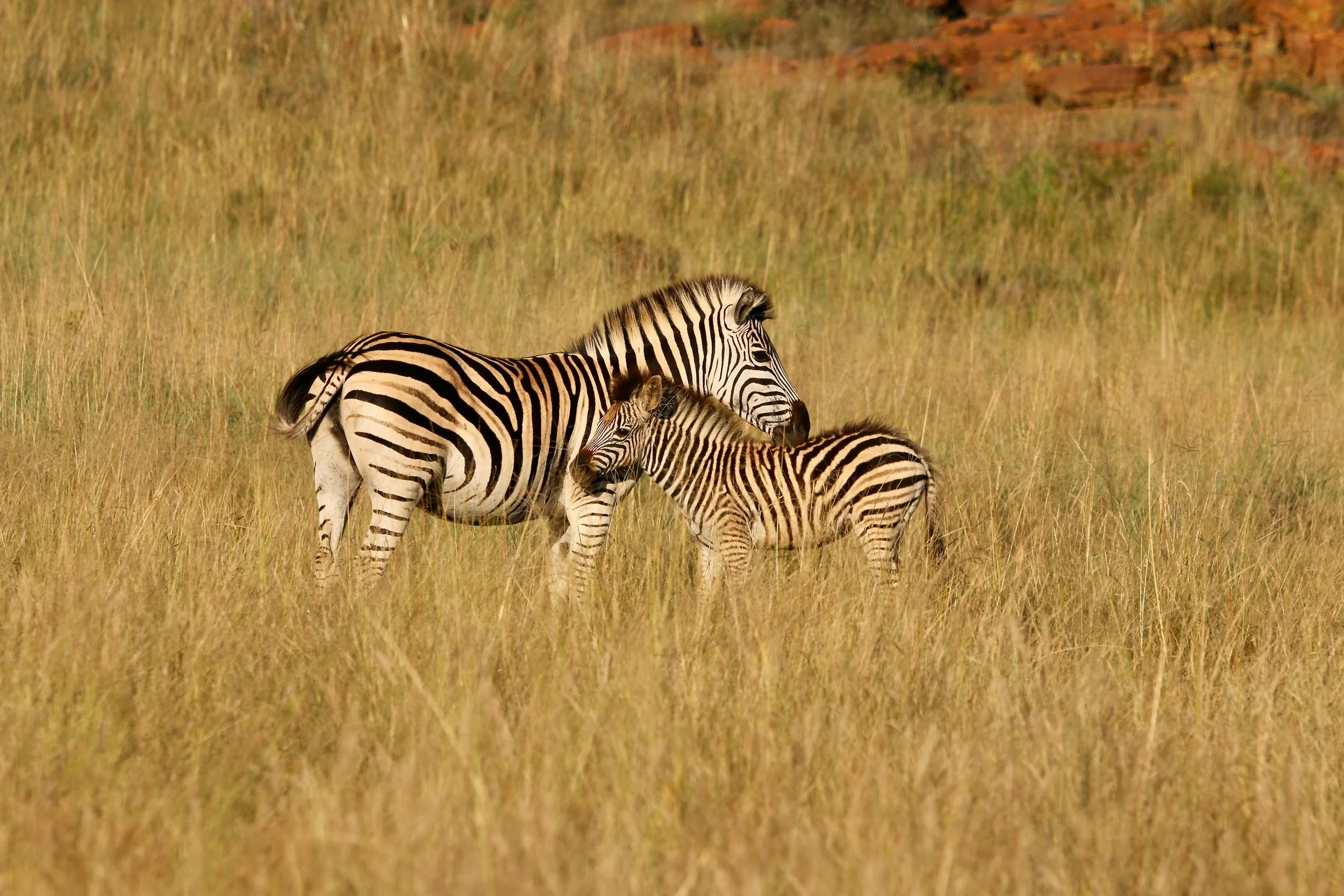 Zebra, South Africa