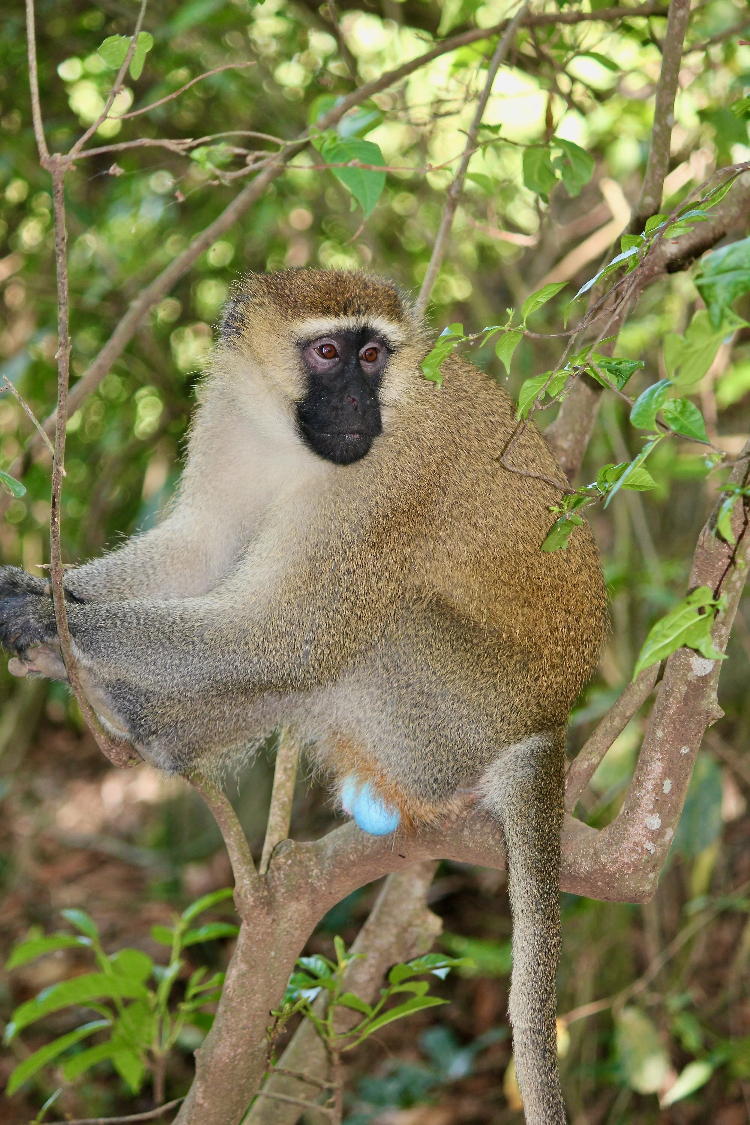Vervet monkey