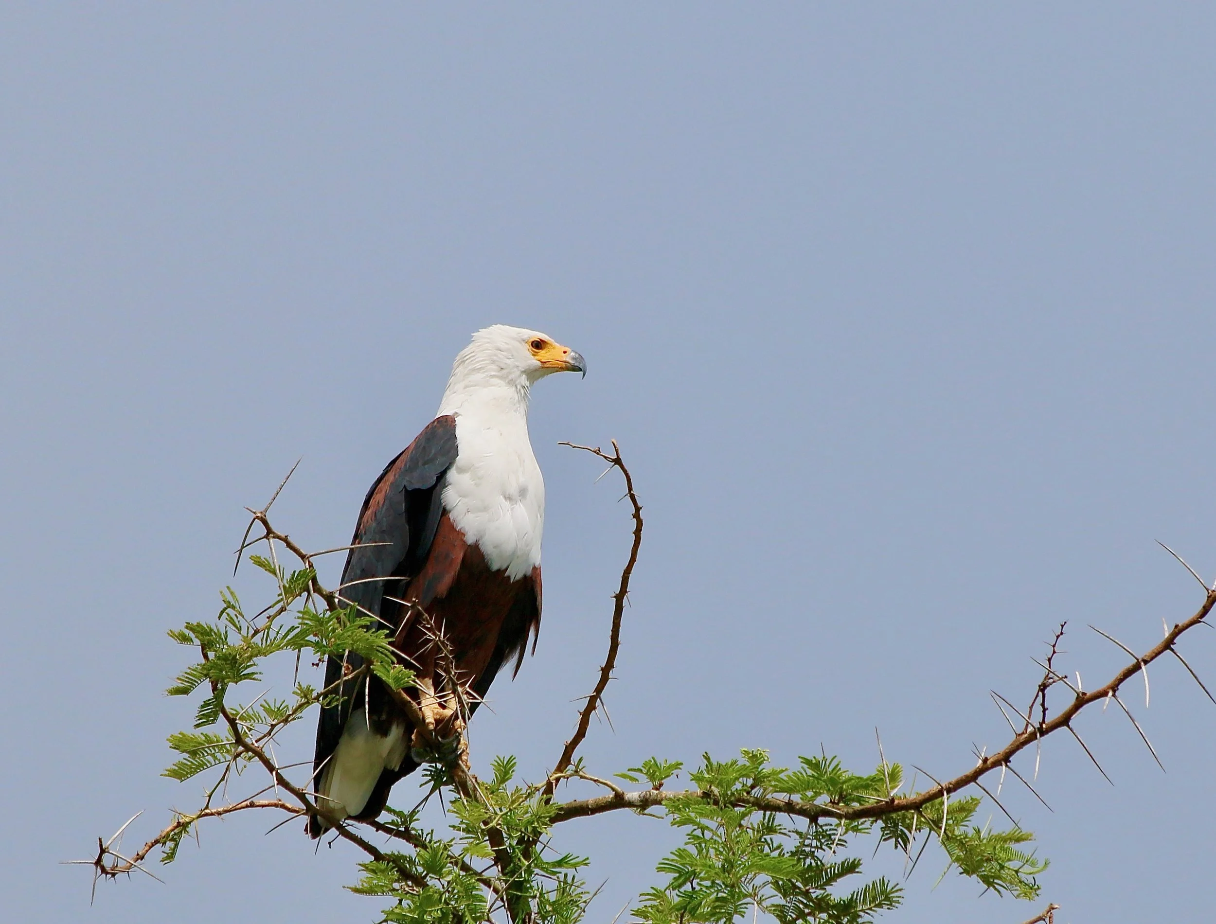 African fish eagle, South Africa