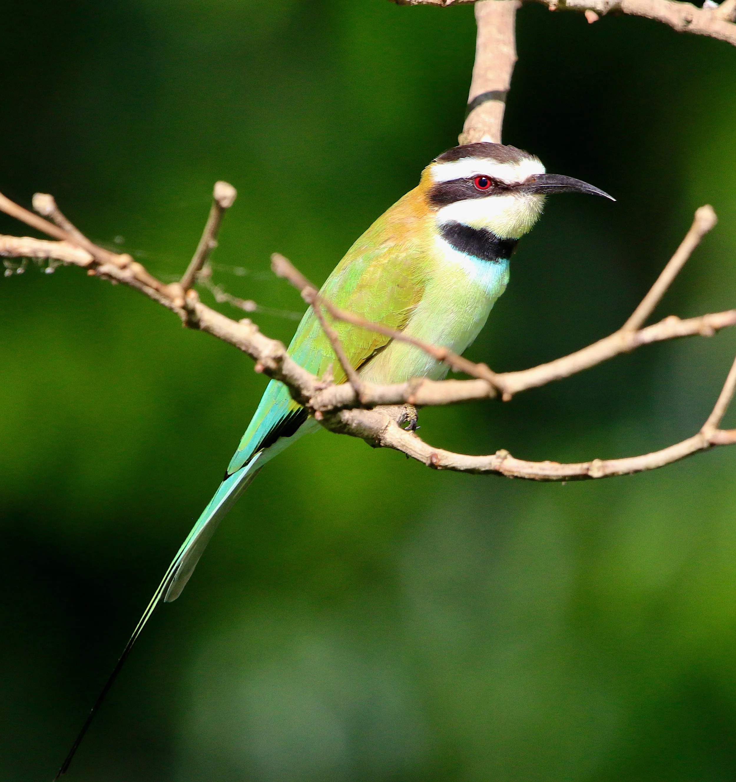 White-throated bee-eater, Uganda