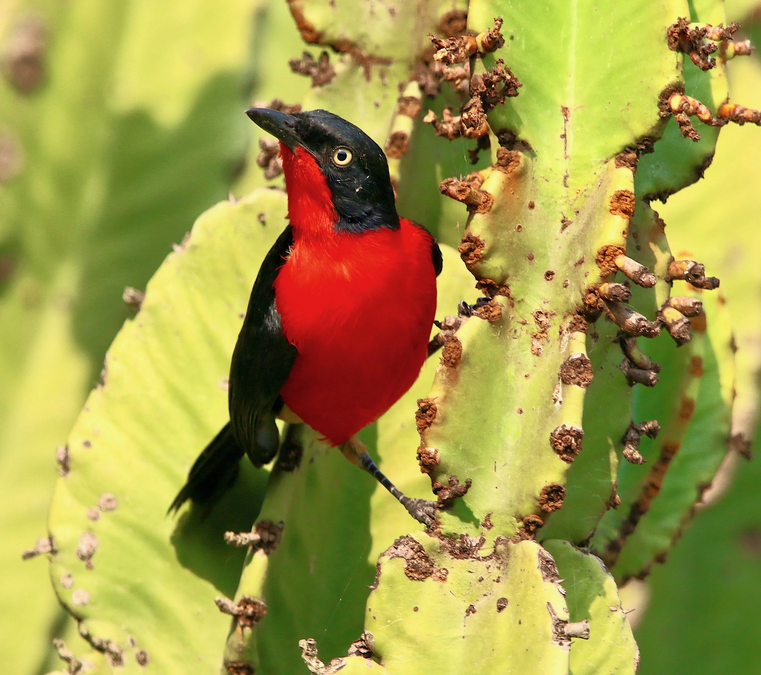 Black-headed gonalek, Uganda