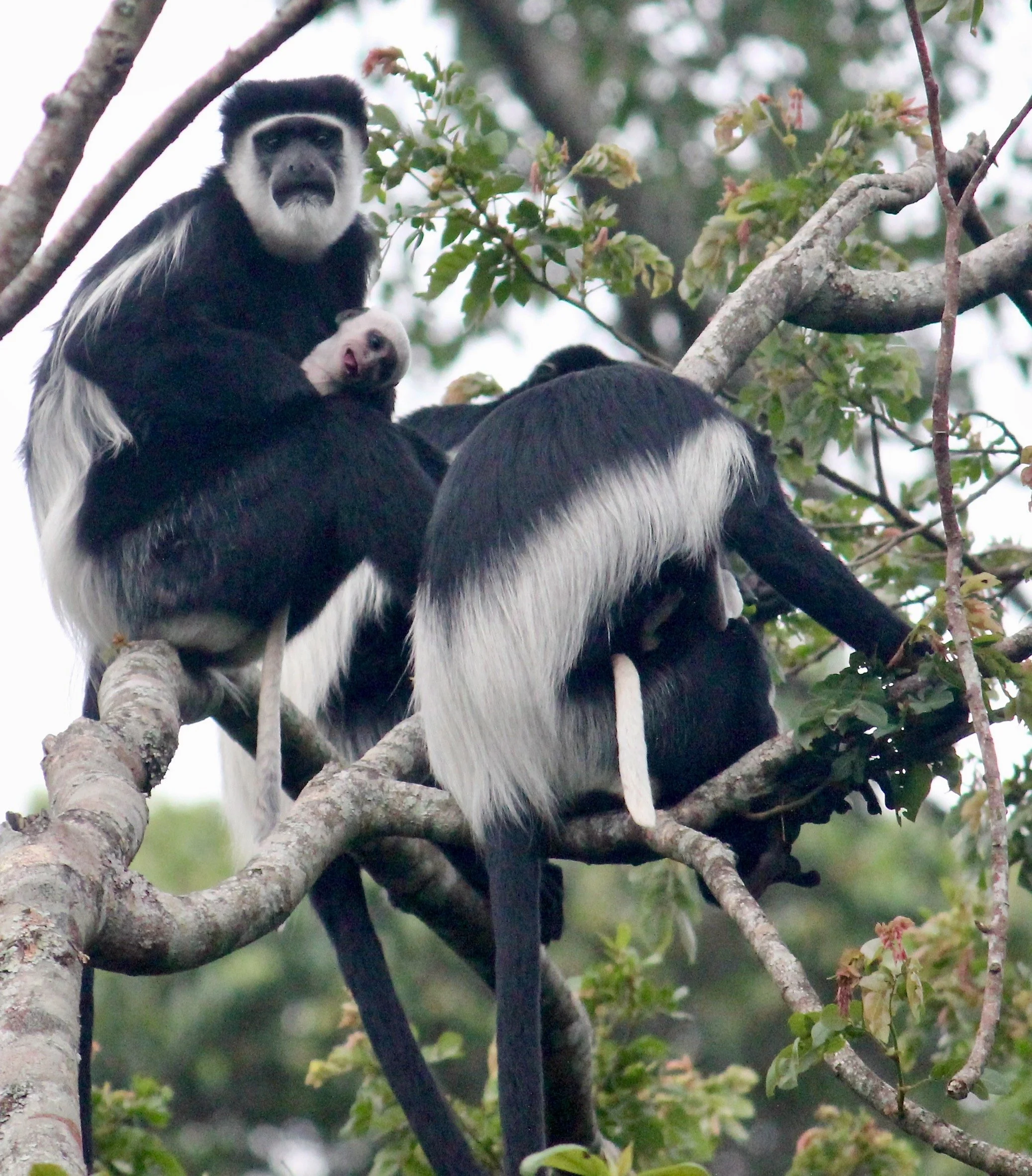 Black-and-white colobus