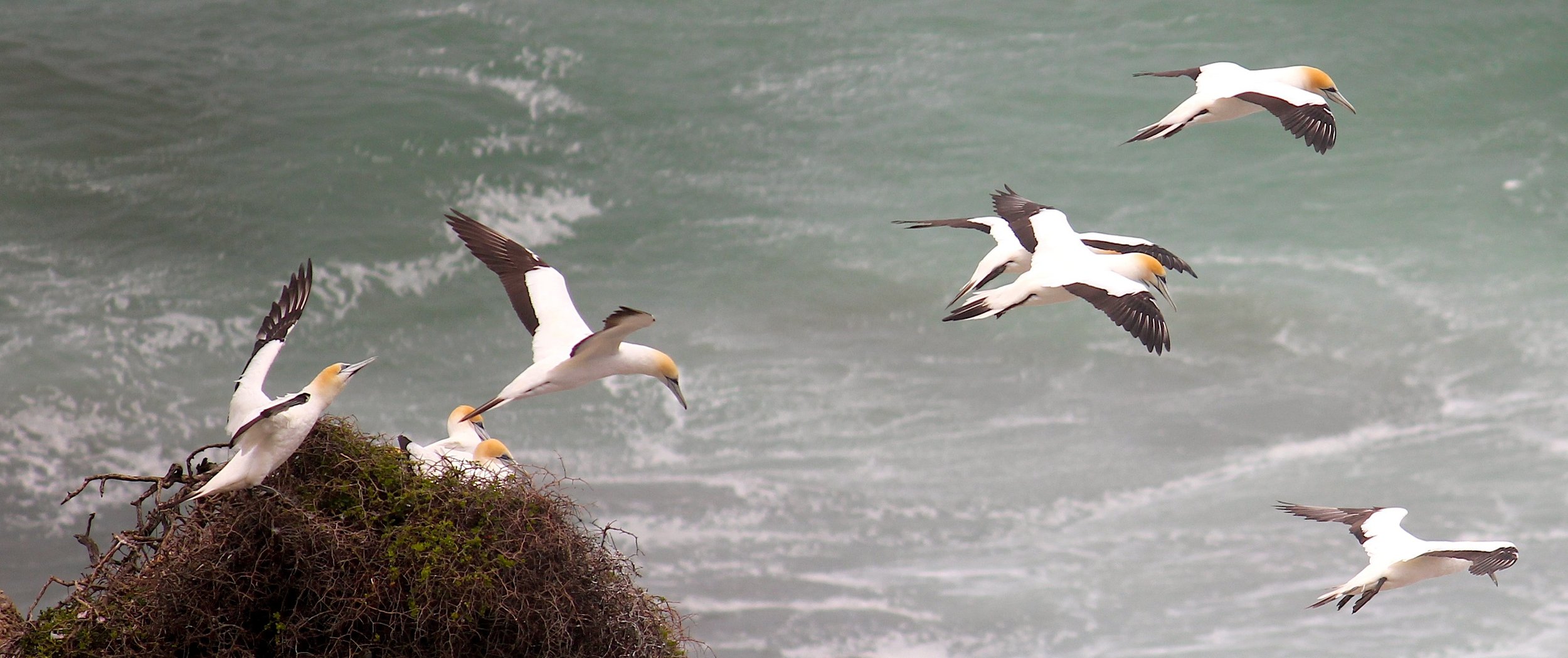 Australasian gannet, New Zealand