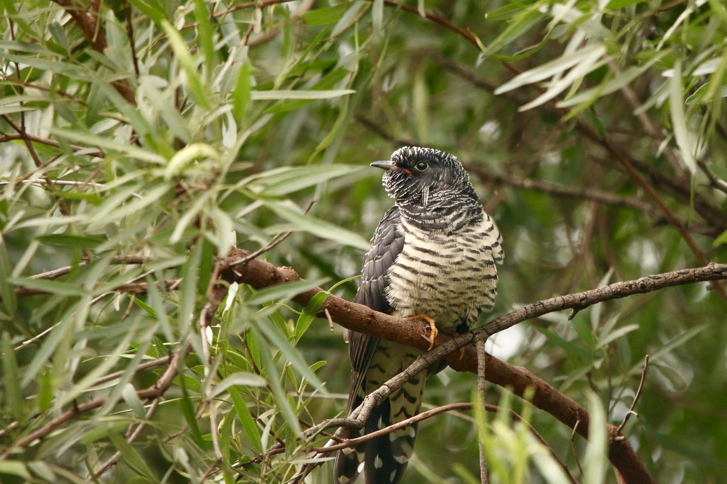 Cuckoo chick, South Africa