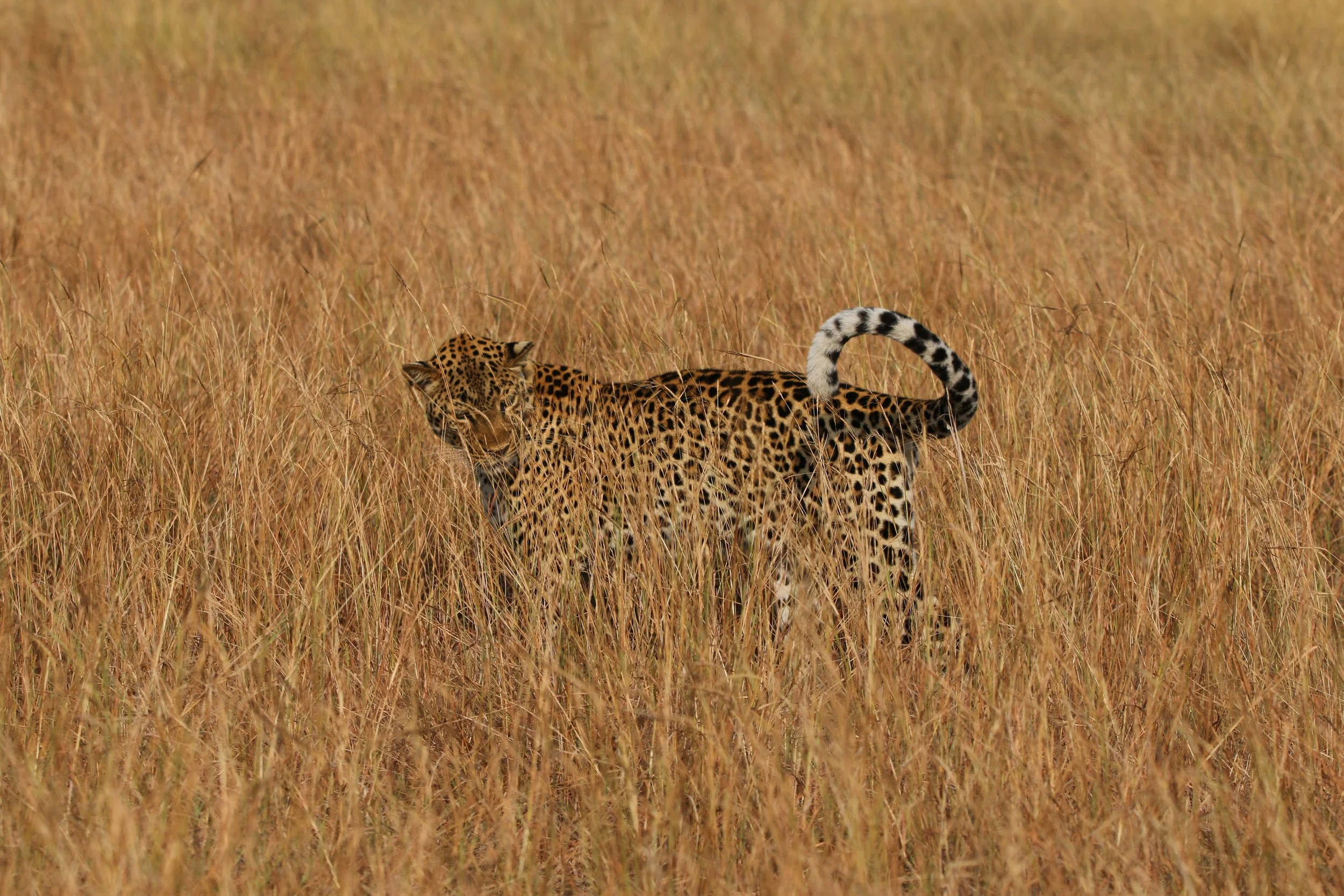 Leopard, Uganda