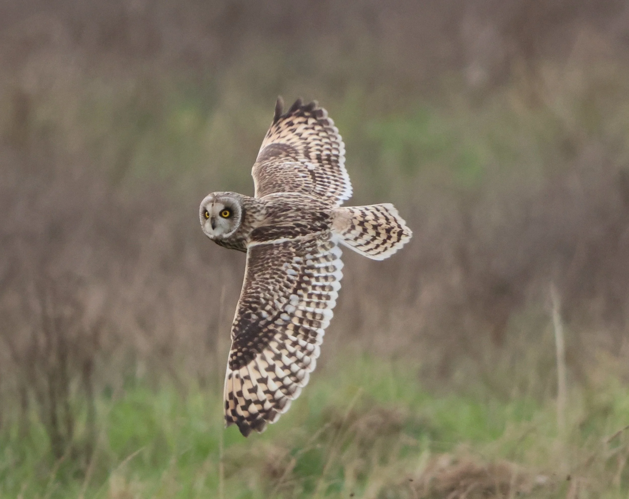 UK birds