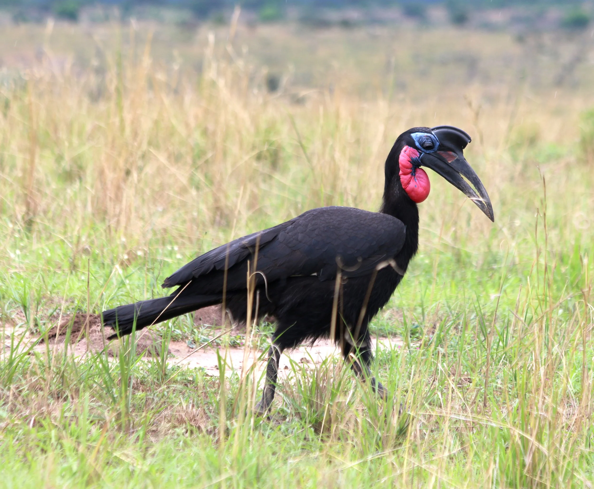 Abyssinian ground hornbill, Uganda