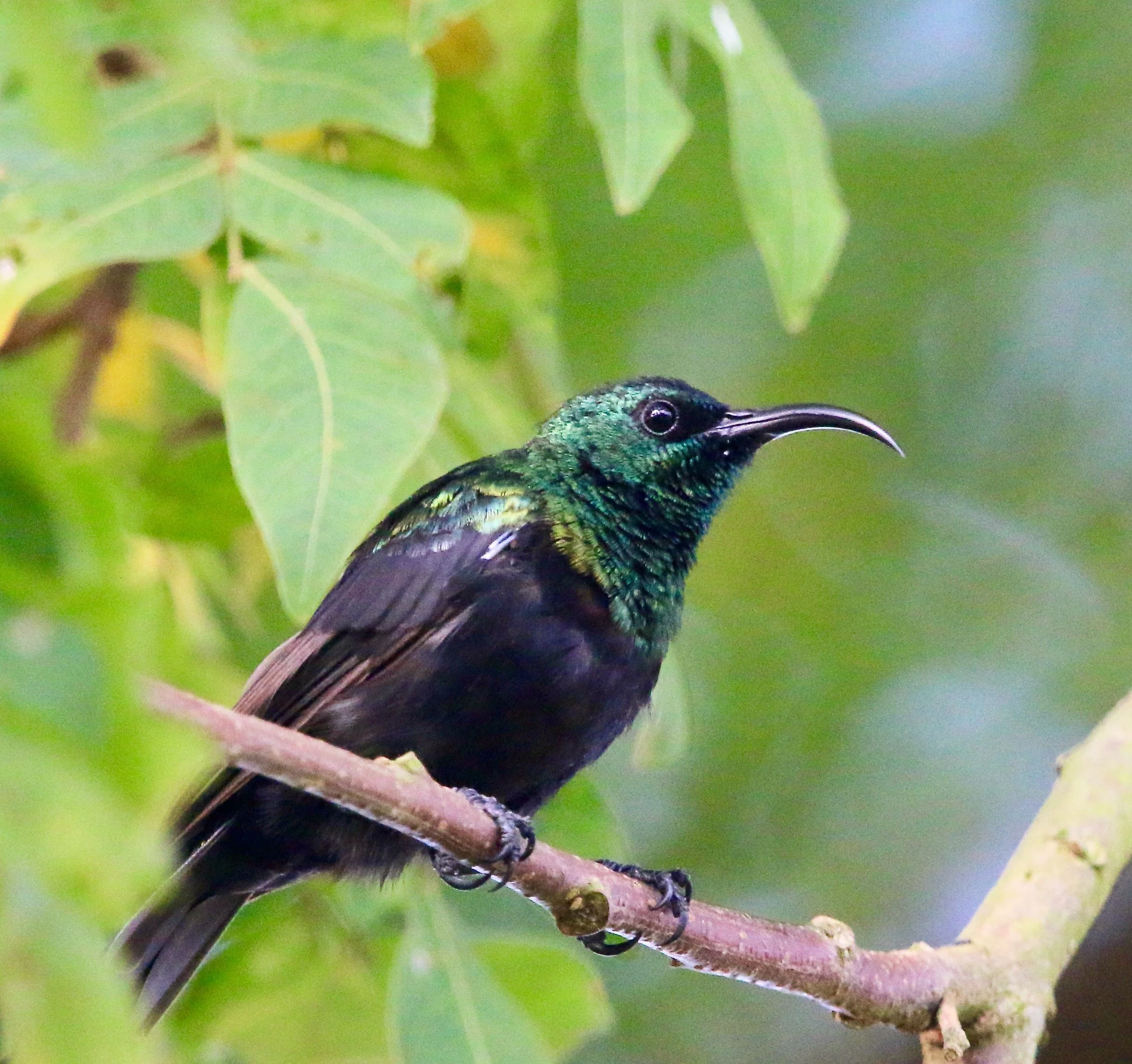 Sunbird