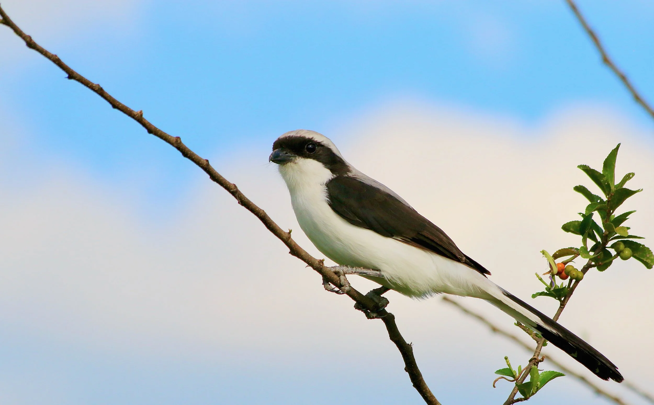 Grey-backed fiscal, Uganda