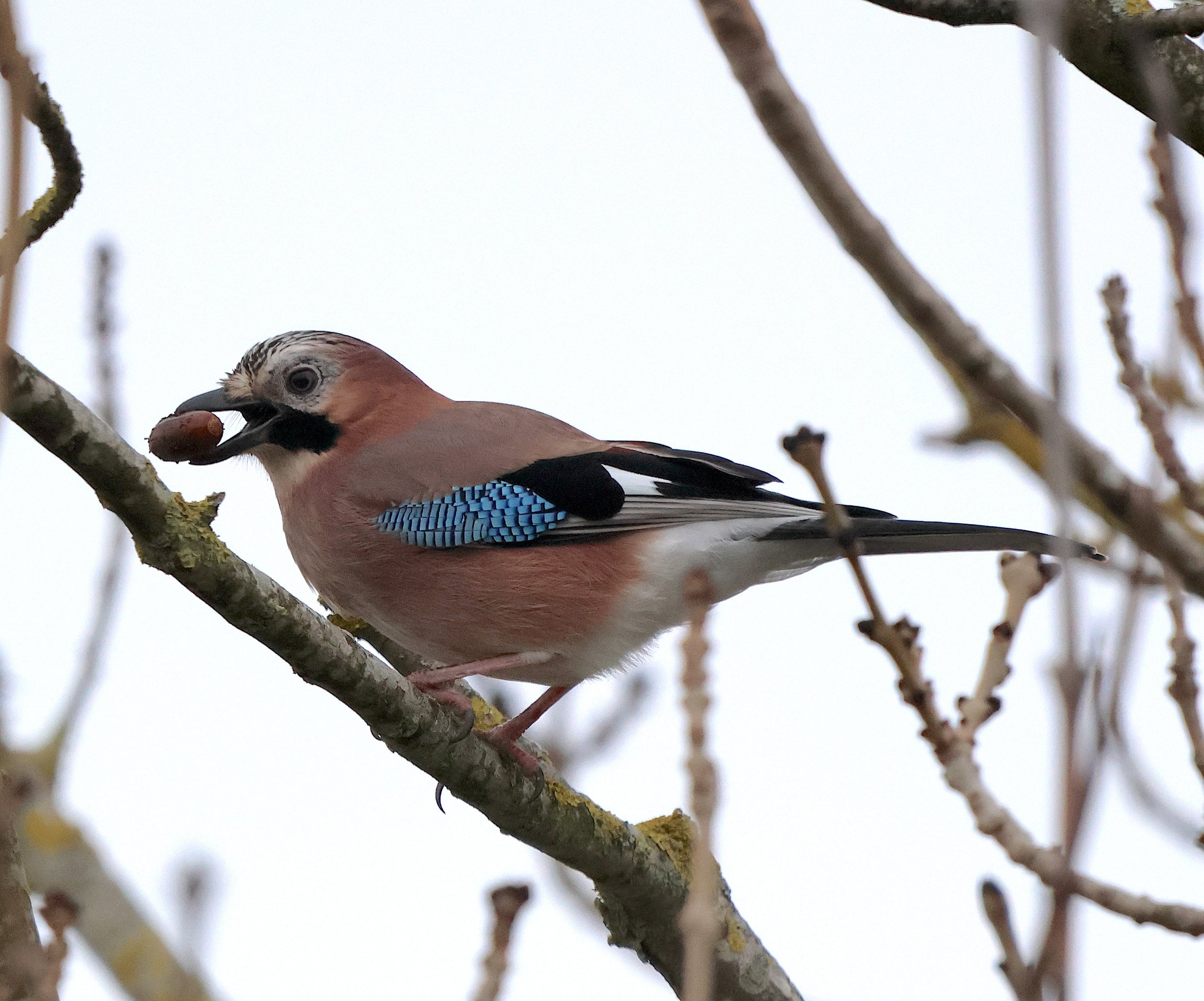 Jay, Wirral