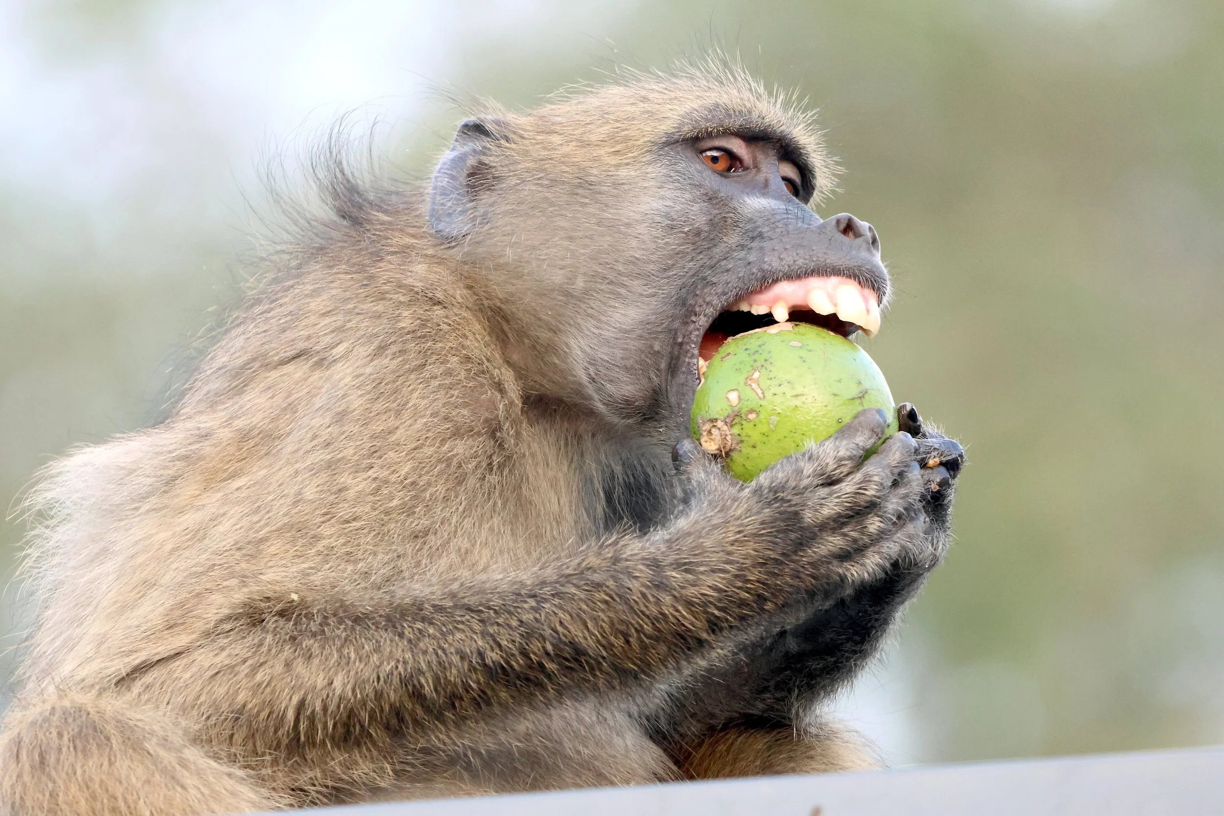 Baboon