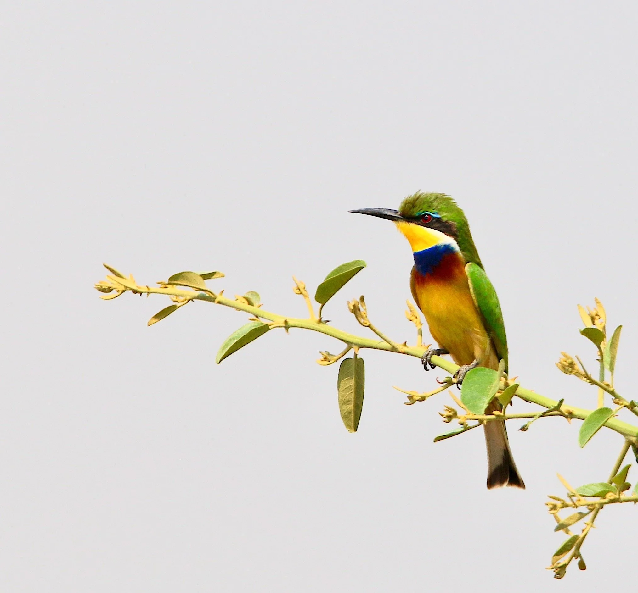 Blue-throated bee-eater, Uganda
