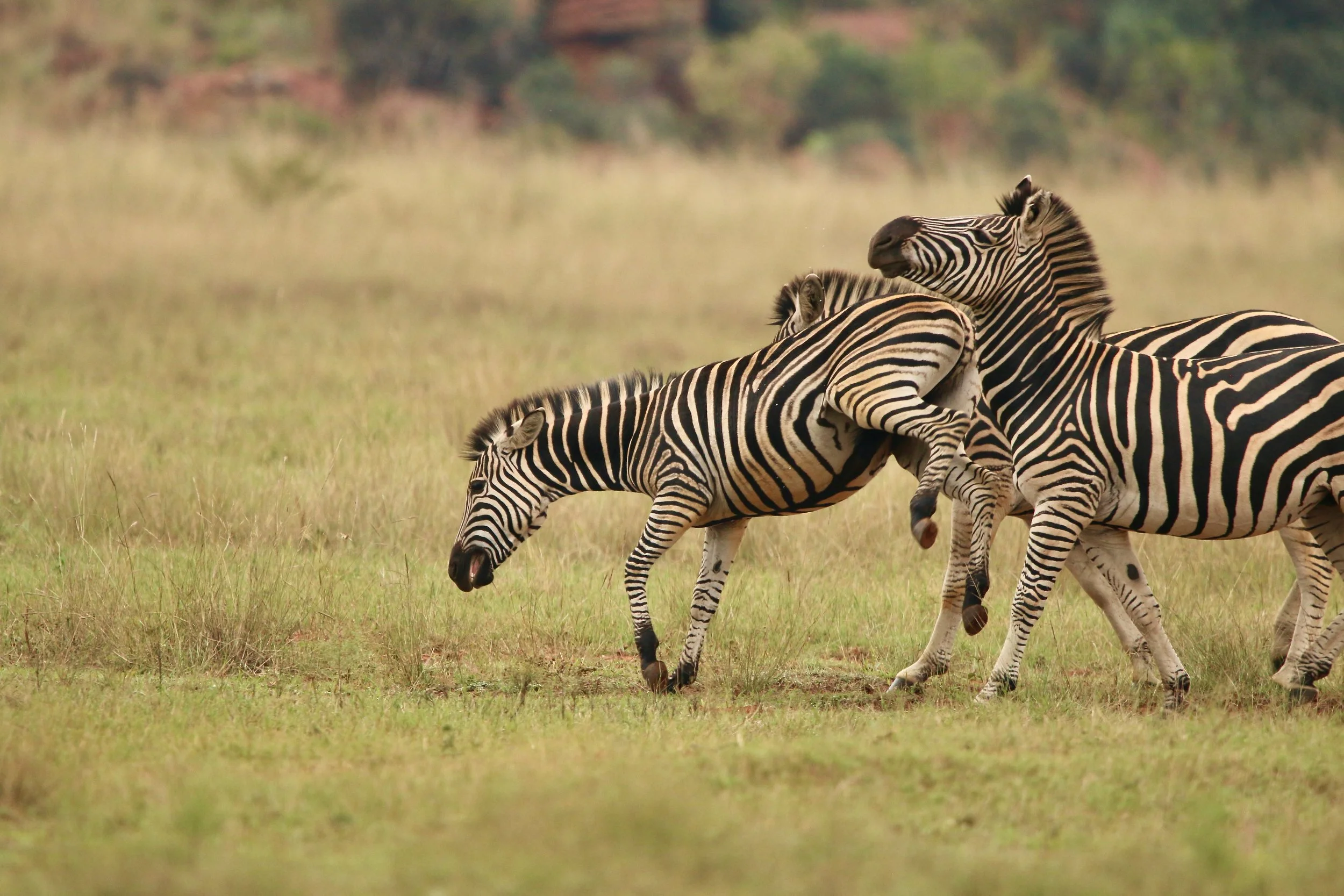 Zebra, South Africa