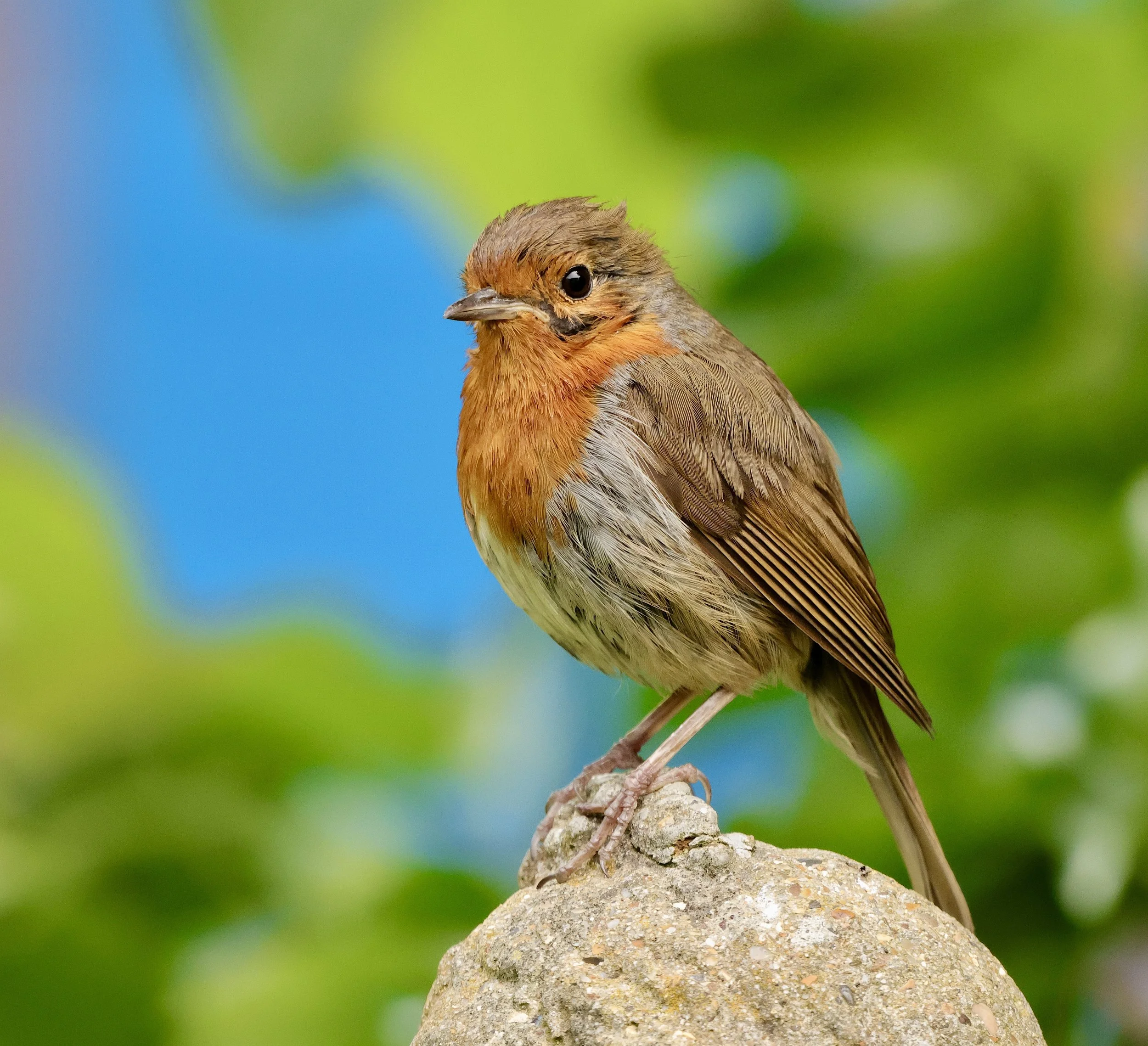 Robin, June 2026