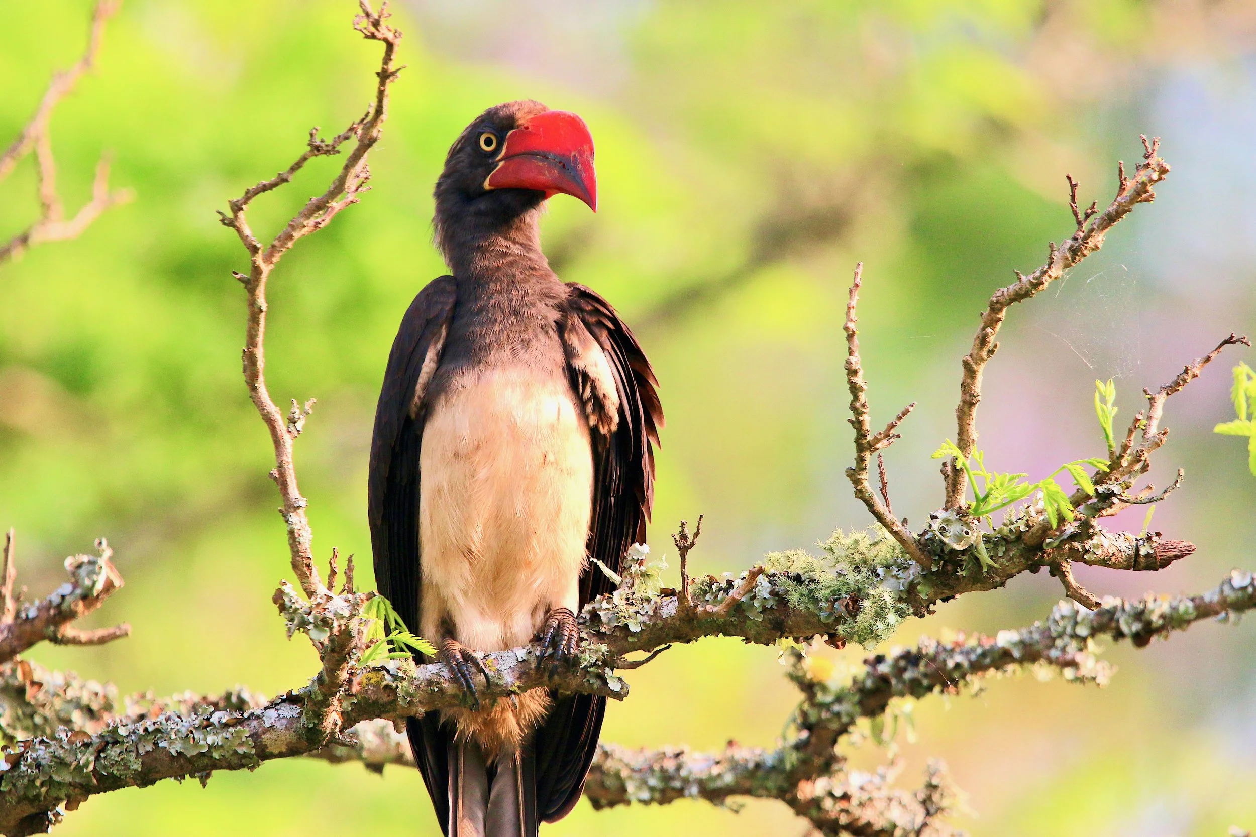 Crowned hornbill, Uganda