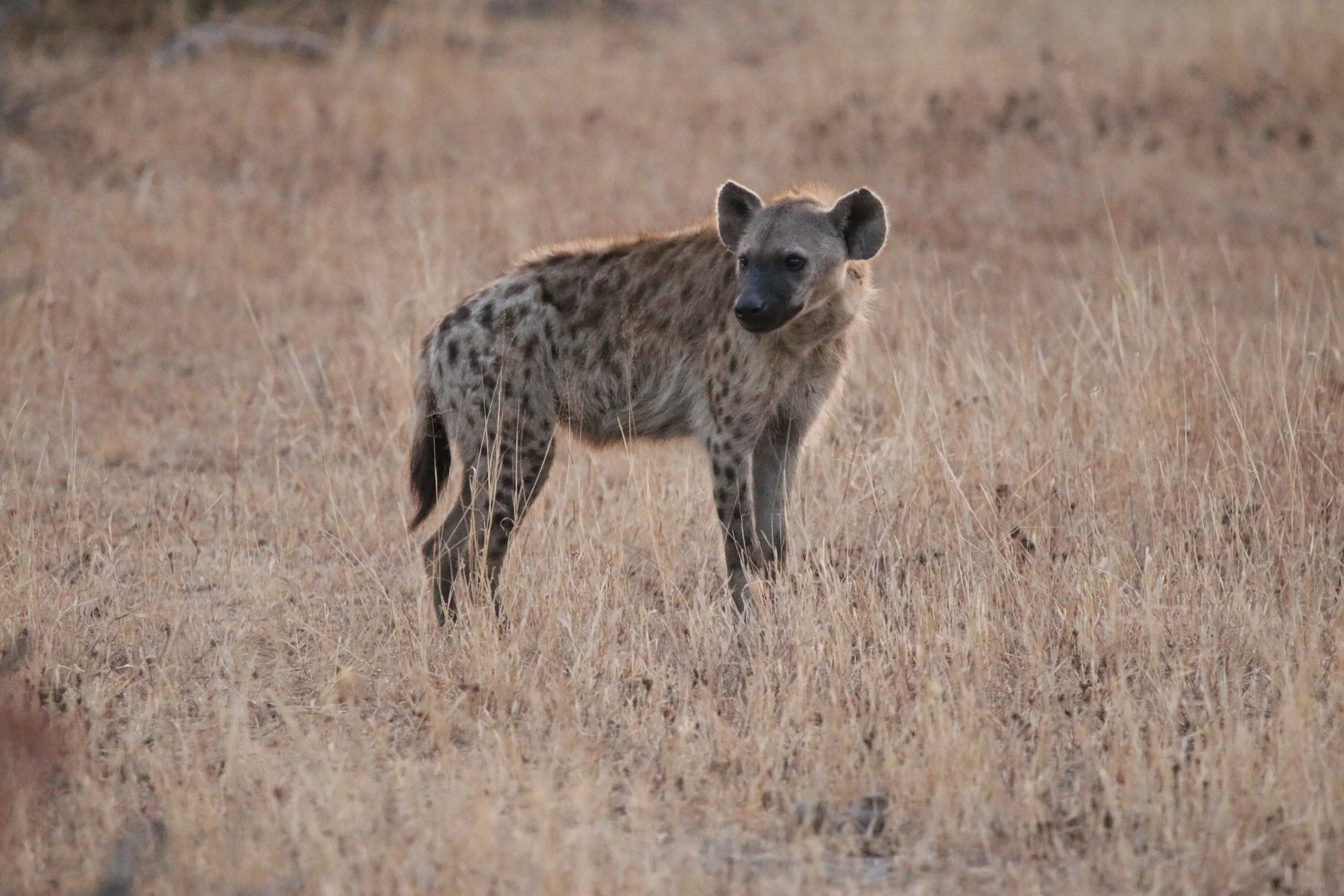 Hyena KNP 2.JPG