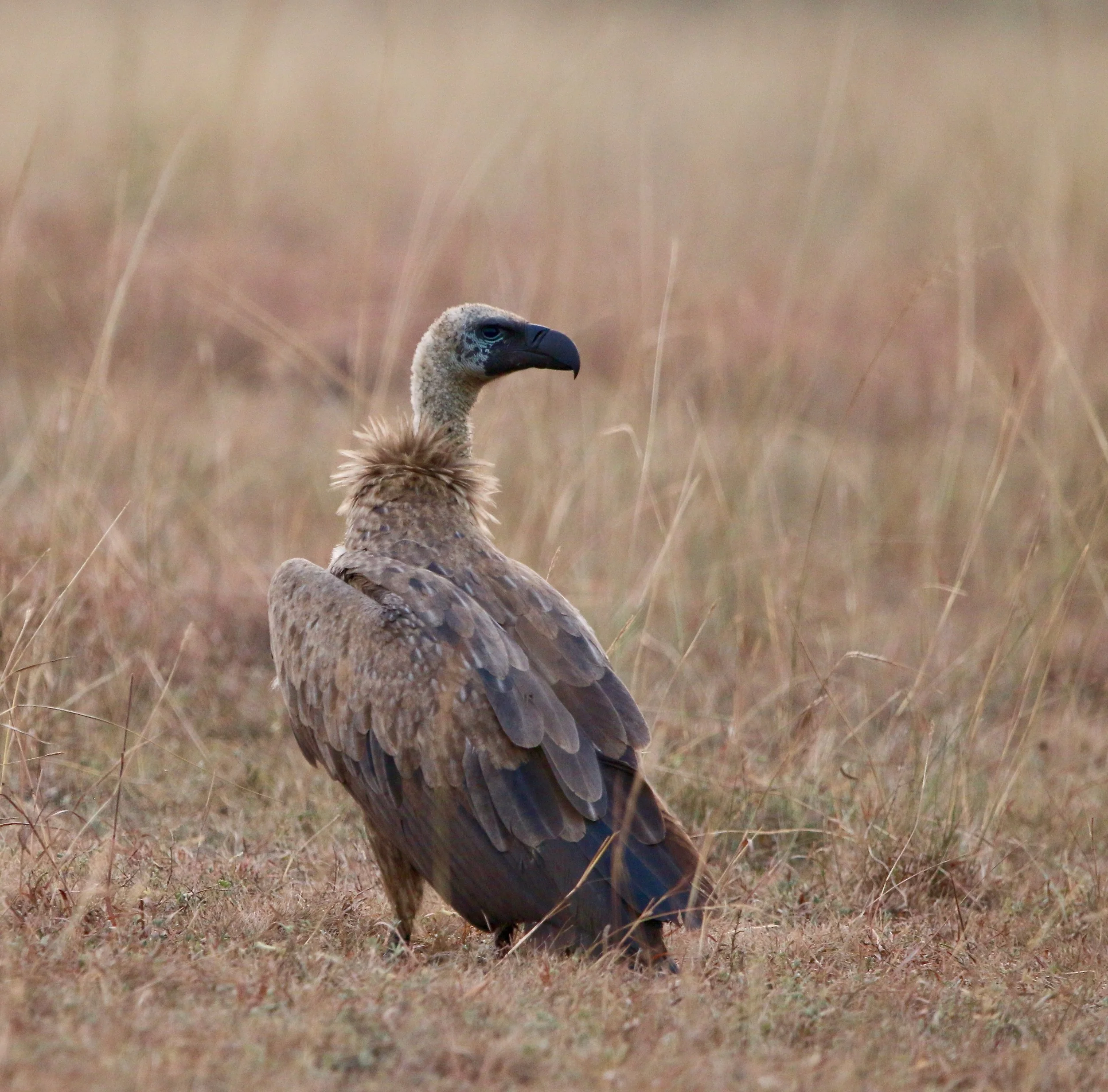 Ruppell's vulture (?), Uganda/Kenya