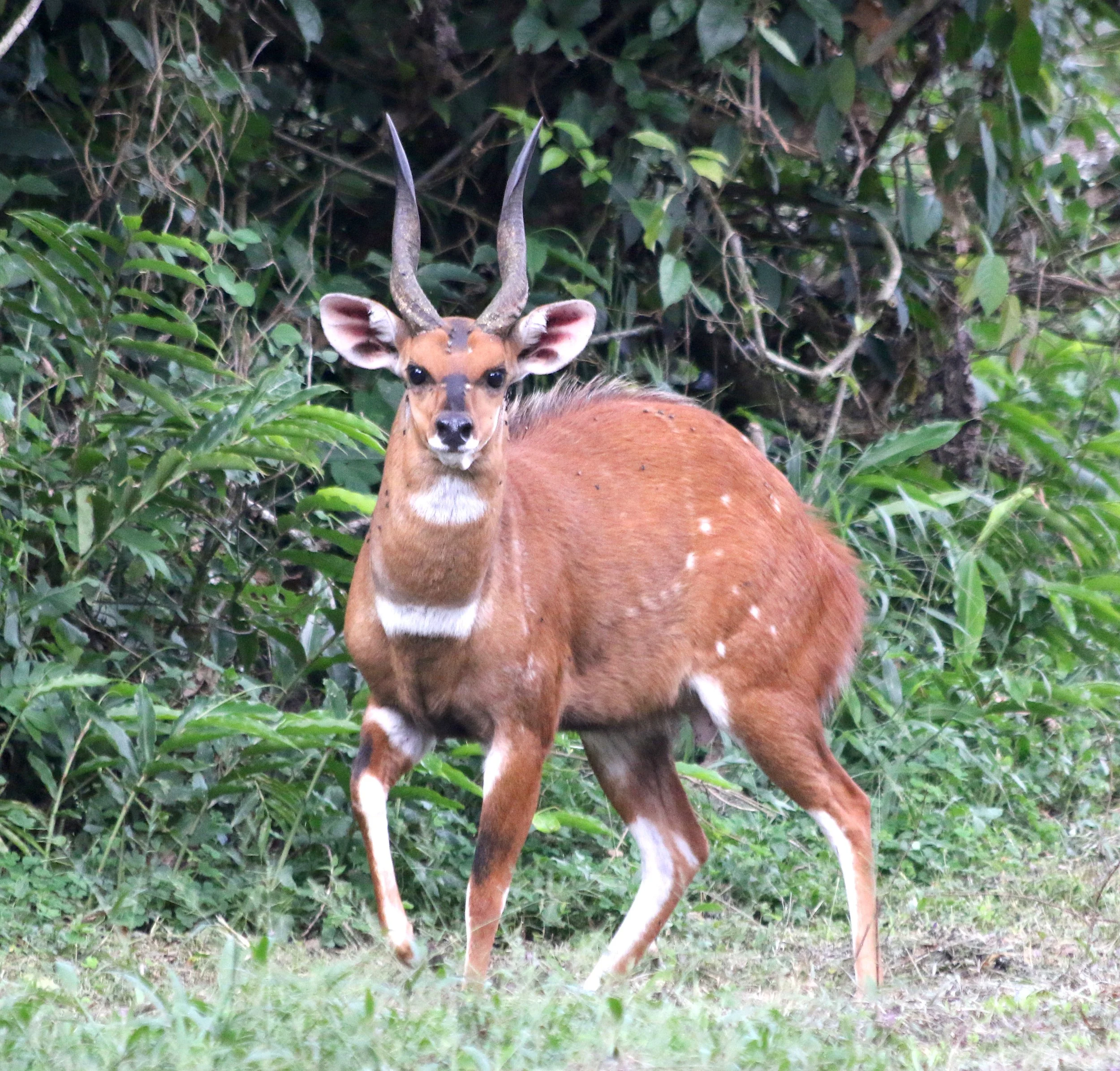 Bushbuck, Uganda