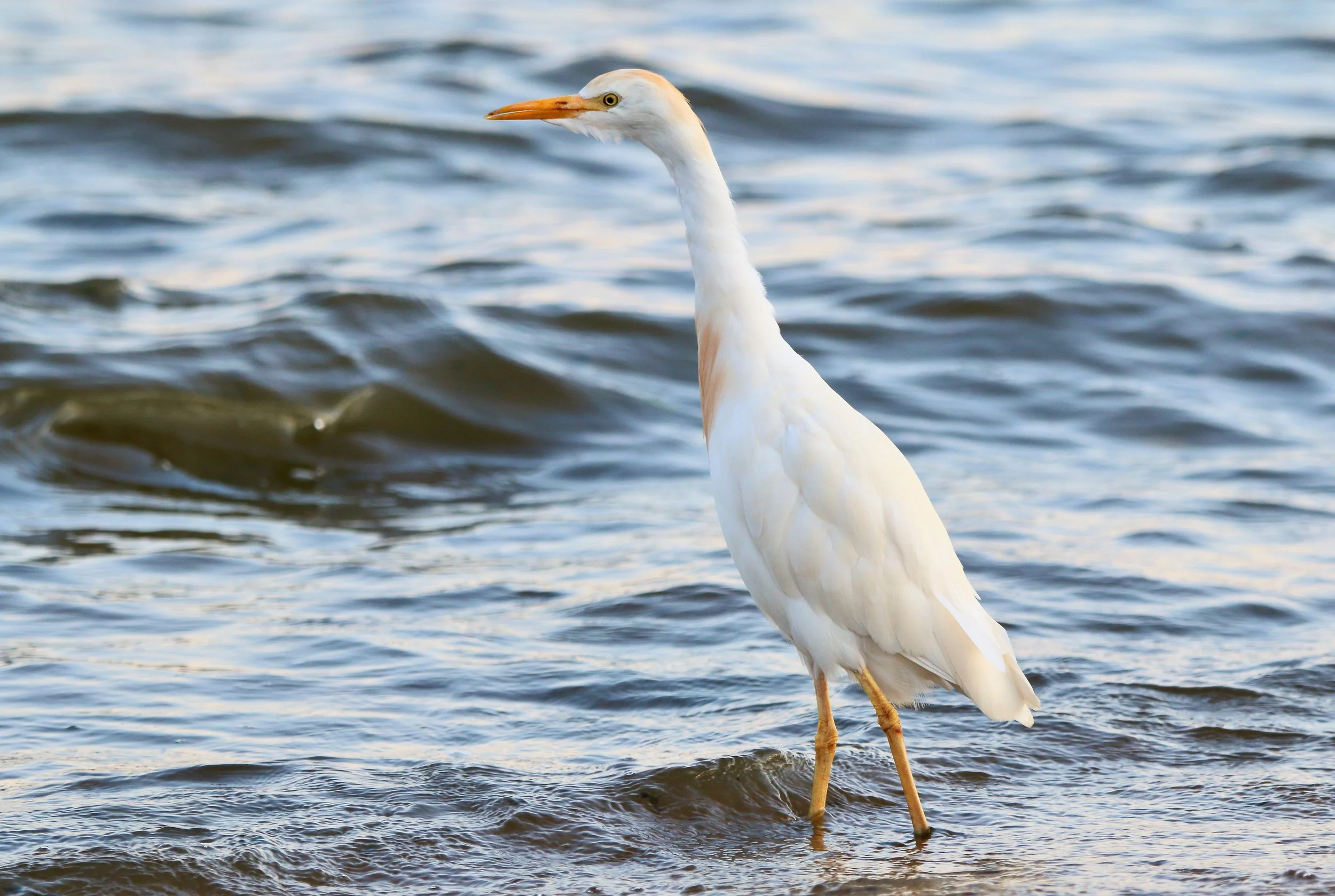 Cattle egret, Uganda