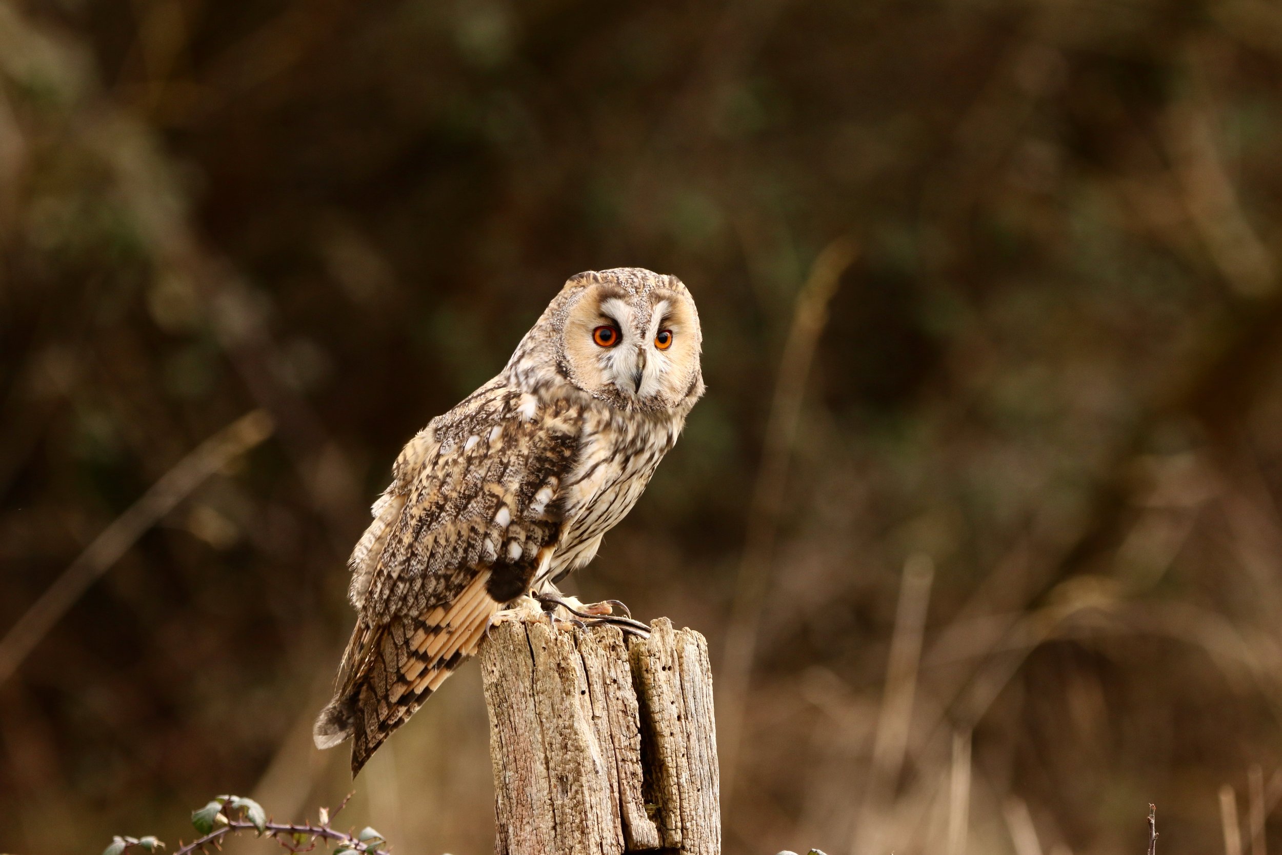 Owl workshop