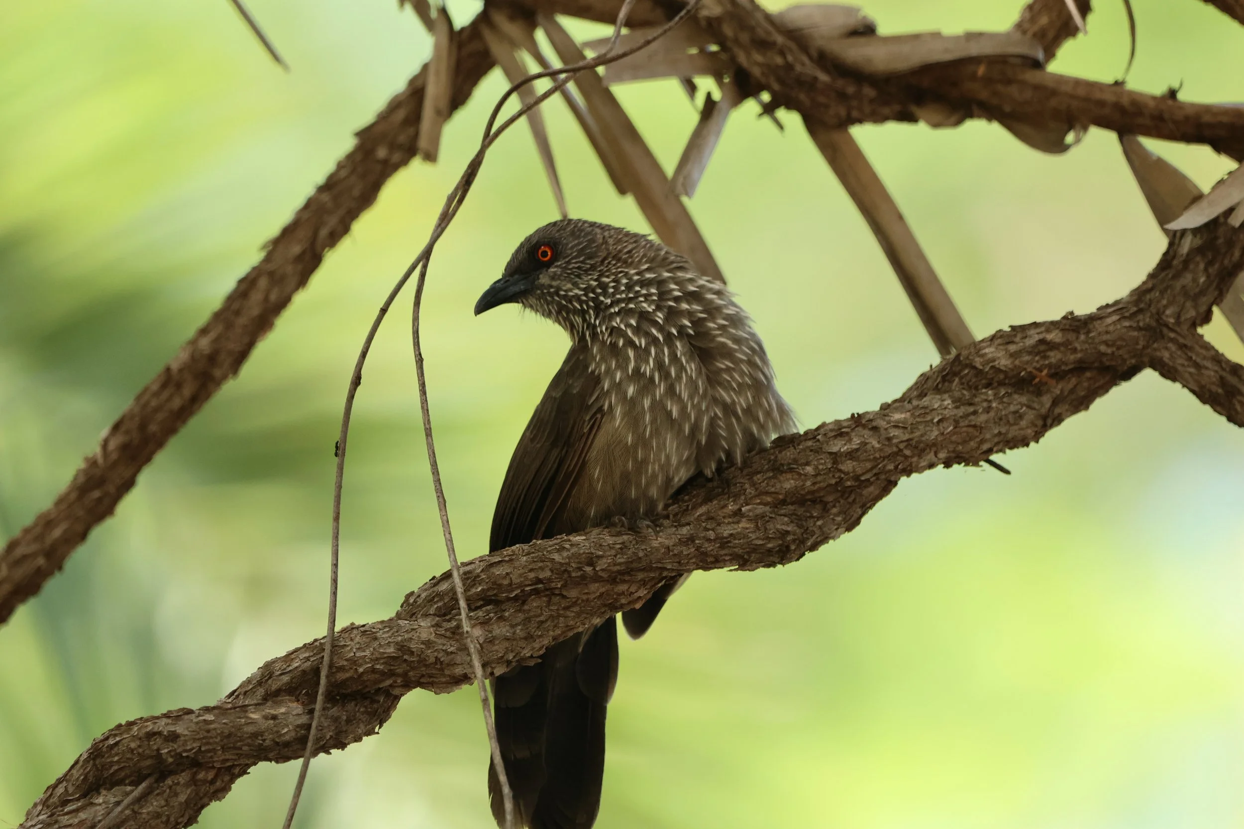 Arrow-marked babbler