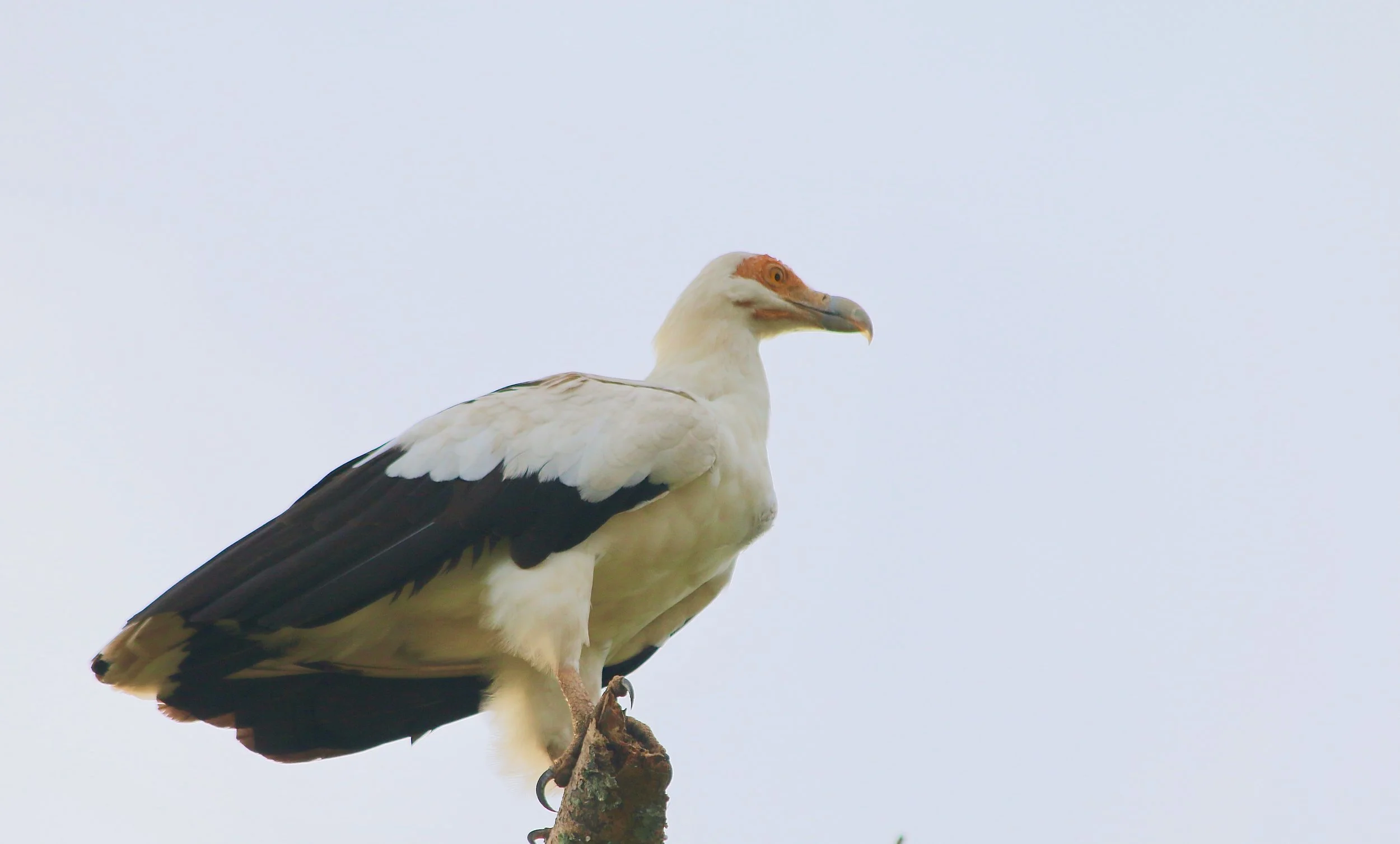 Palm-nut vulture, Uganda