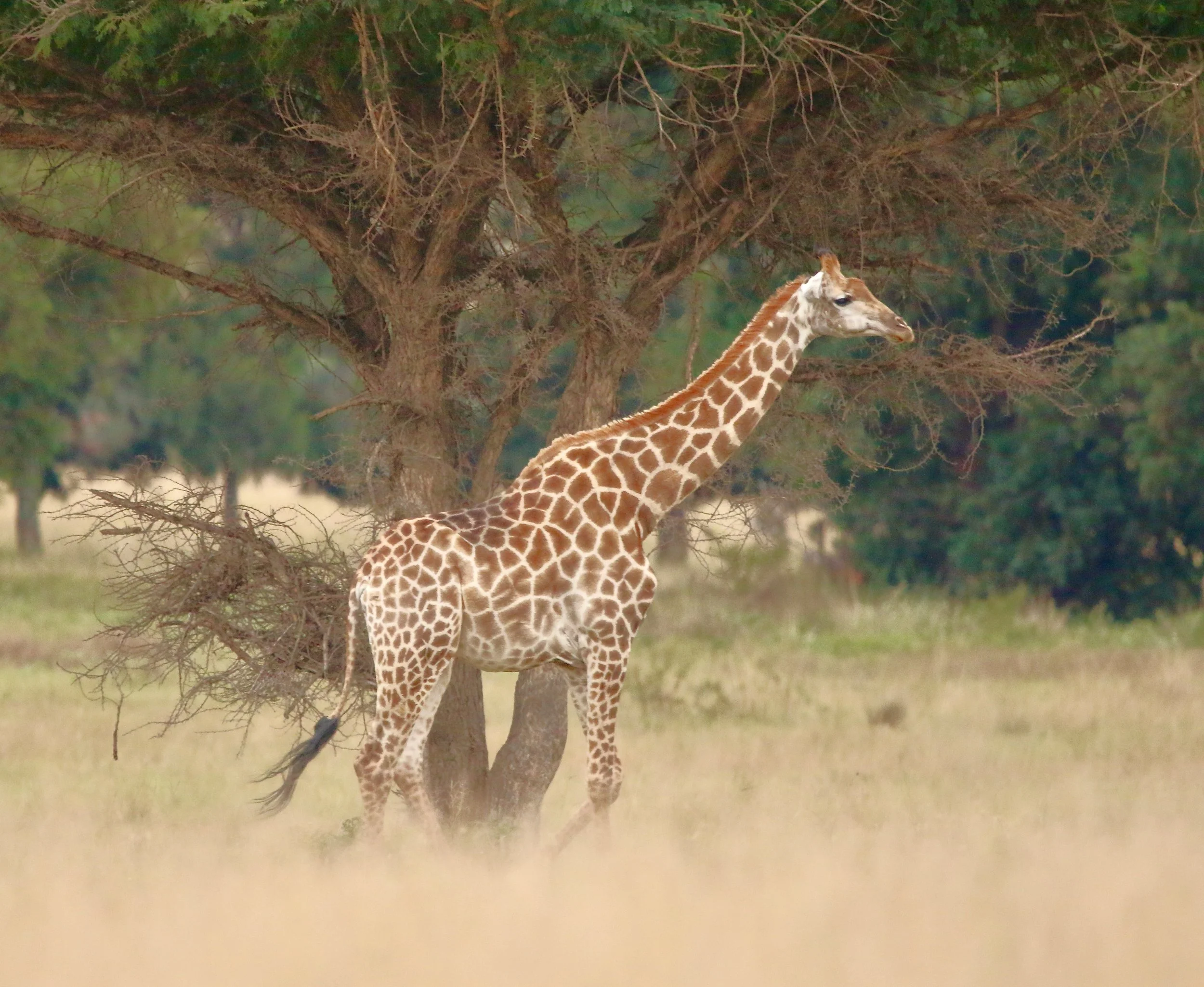 Giraffe, South Africa
