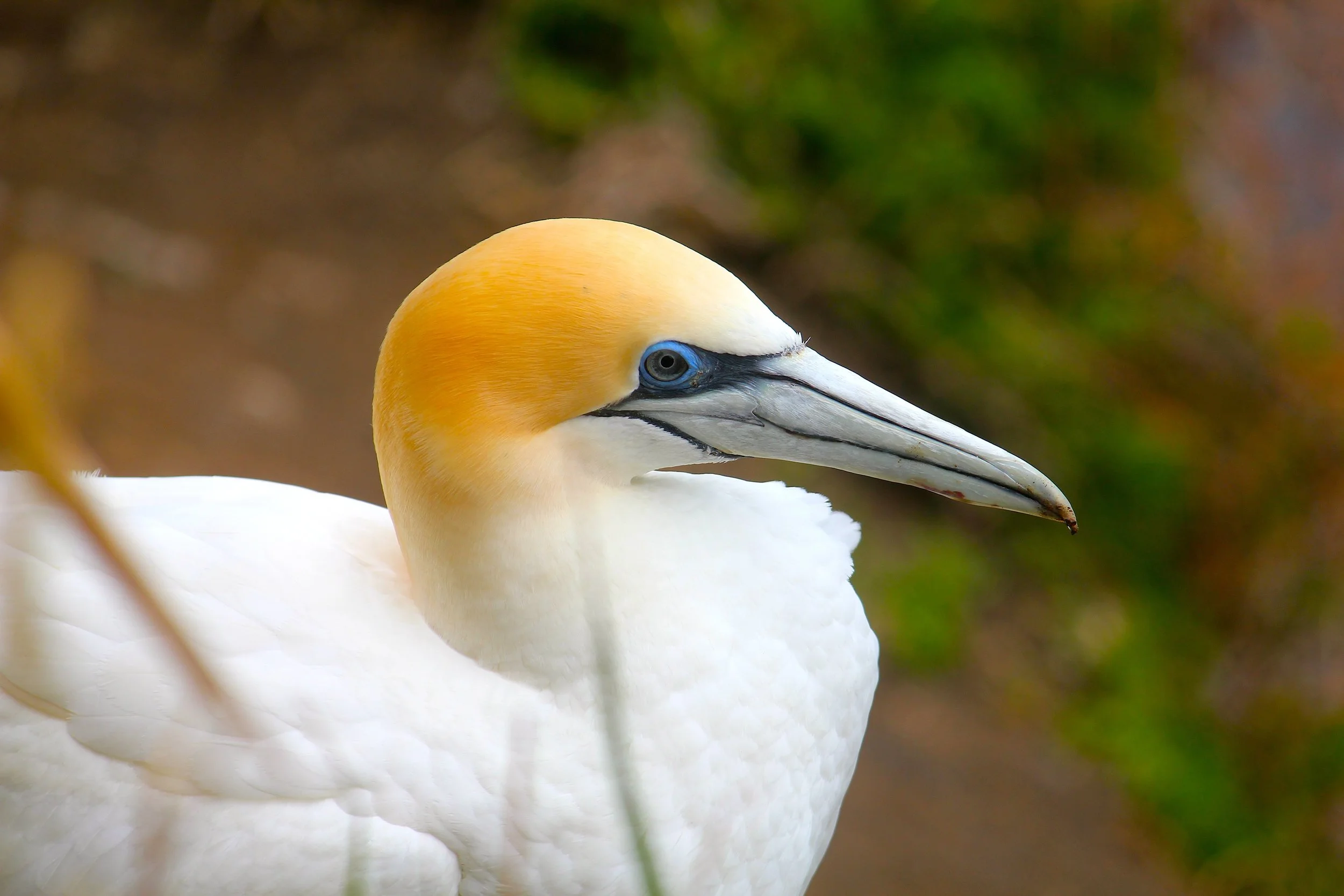 Australasian gannet, New Zealand