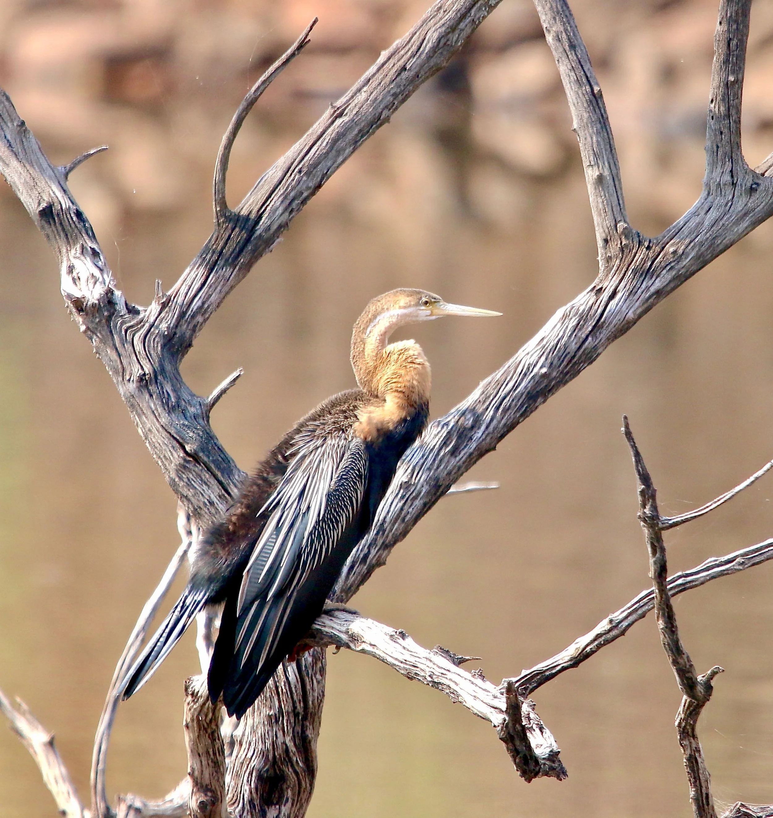 African darter (juvenile), South Africa