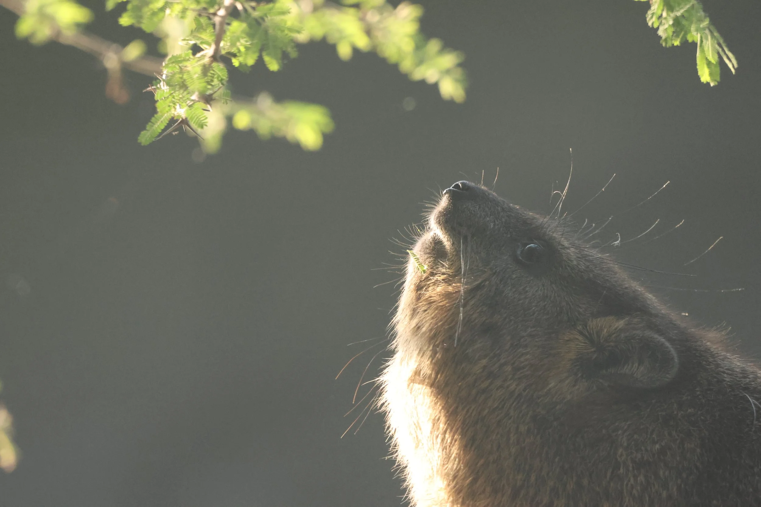 Hyrax 1.JPG