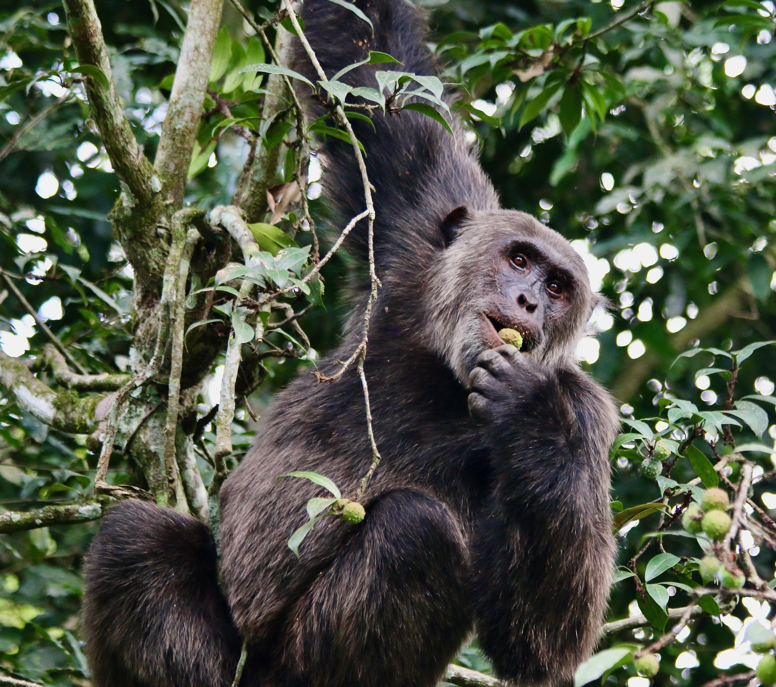Chimpanzee