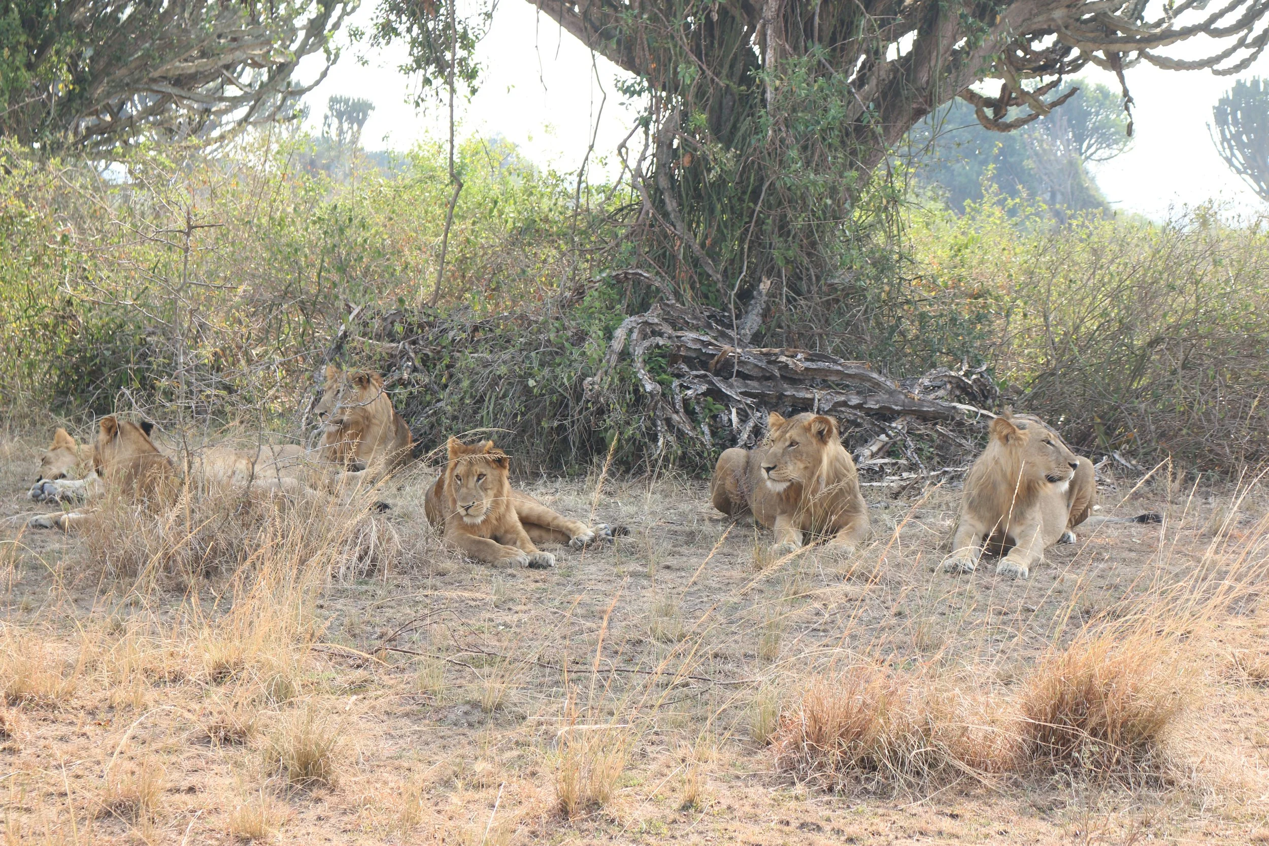 Lion, Uganda